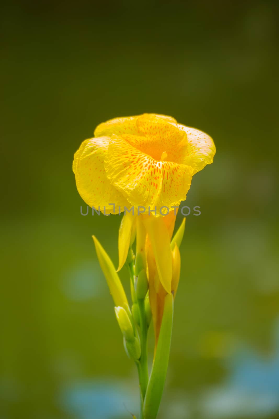 Radiant Canna Lily Blossom on a Summer Day by teerawit