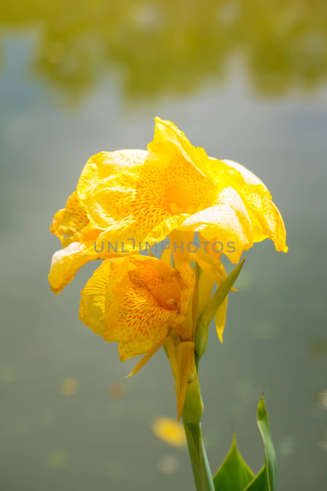 Radiant Canna Lily Blossom on a Summer Day, flower background