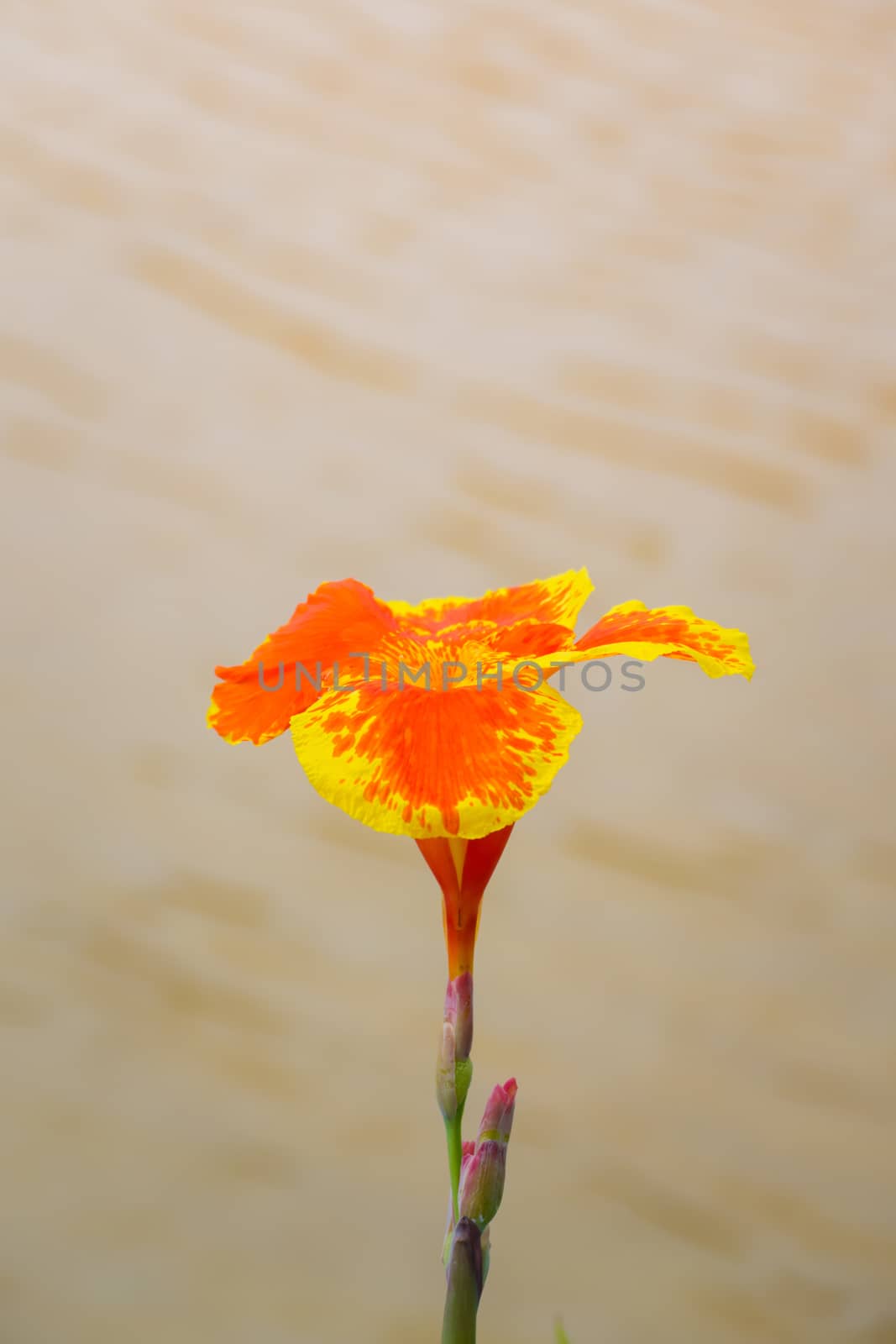 Radiant Canna Lily Blossom on a Summer Day, flower background