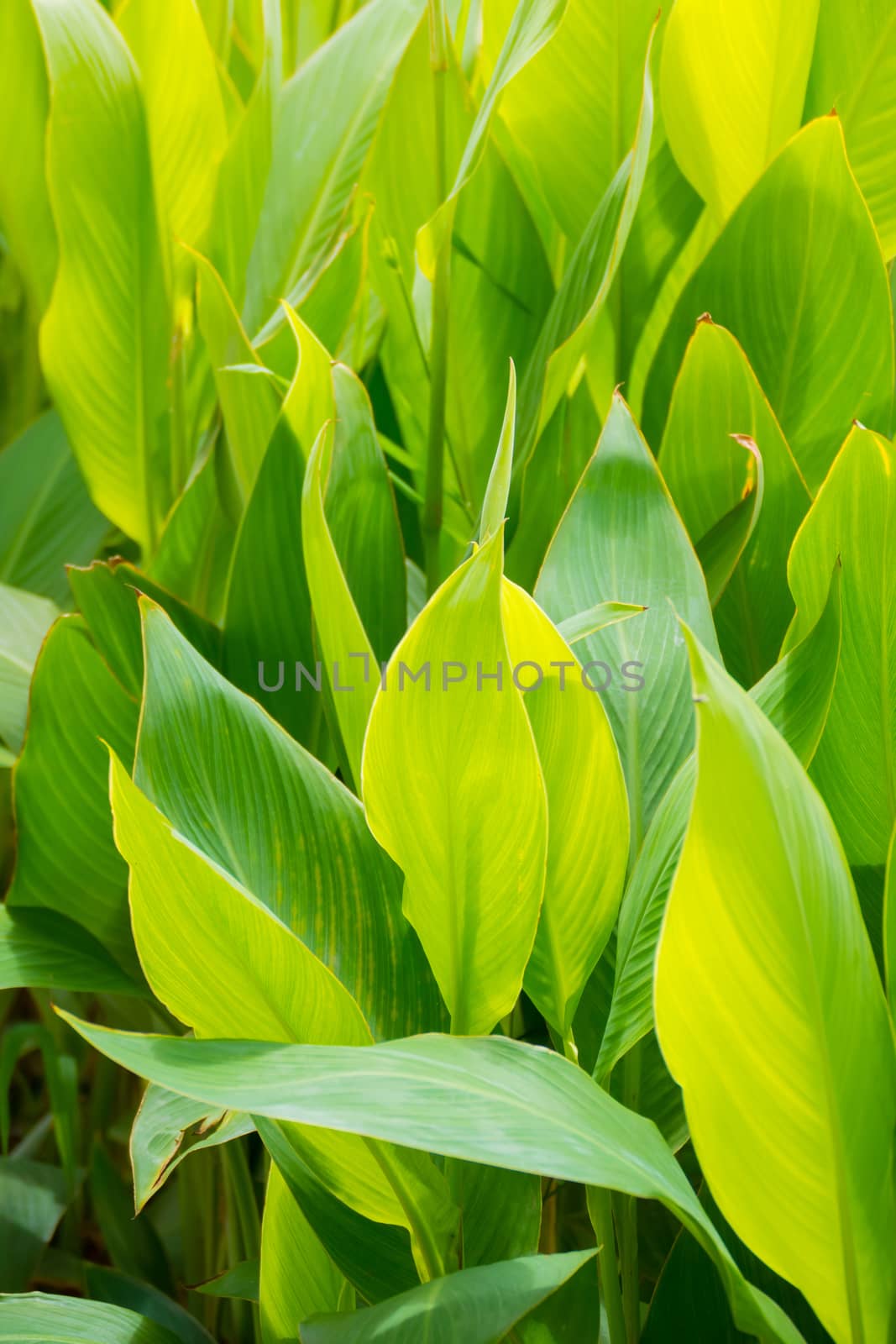 Radiant Canna Lily Blossom on a Summer Day by teerawit