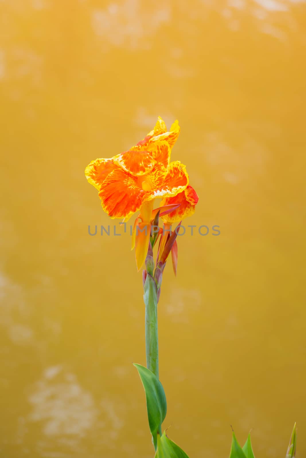 Radiant Canna Lily Blossom on a Summer Day, flower background