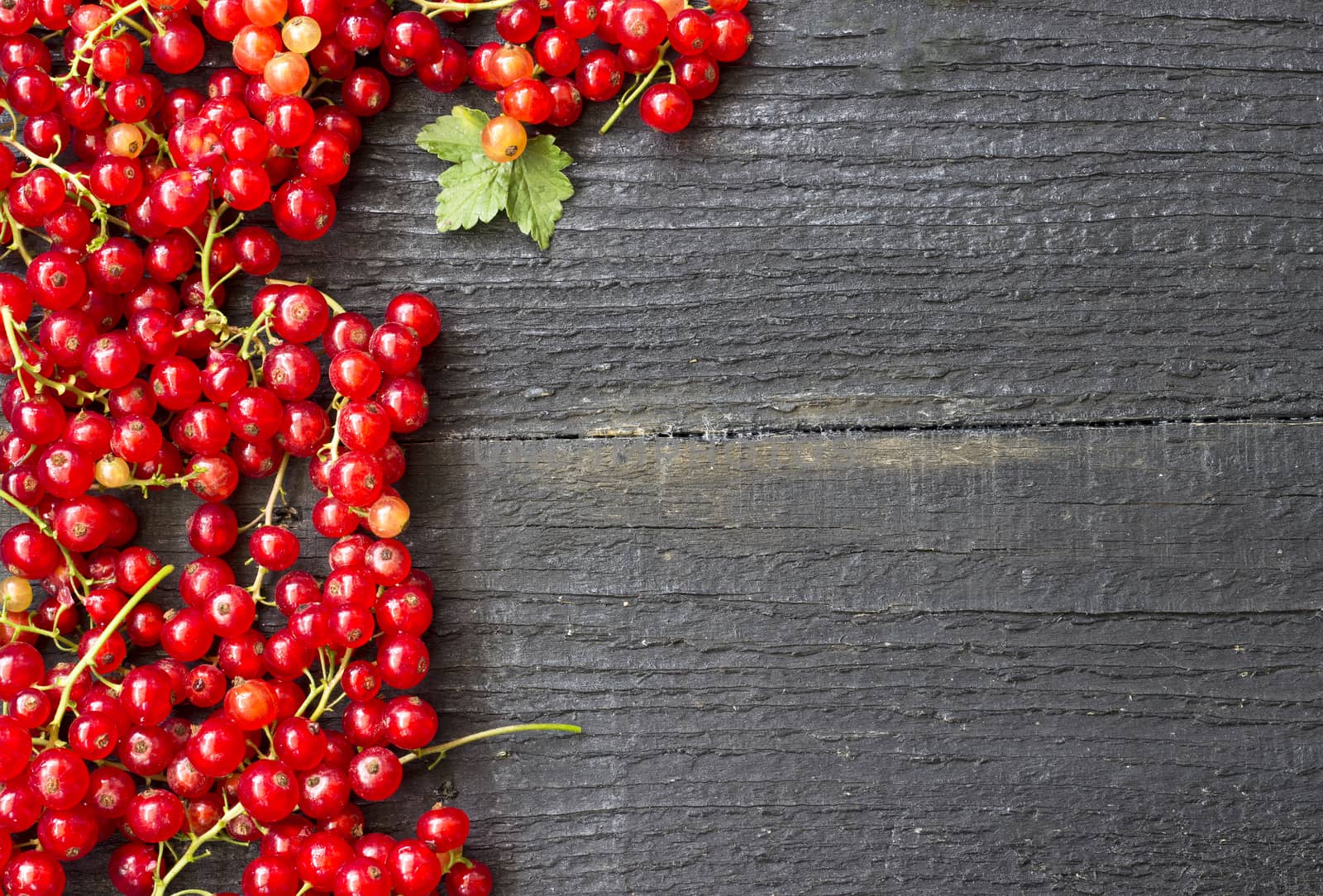 Freshly picked red currants on a wooden table