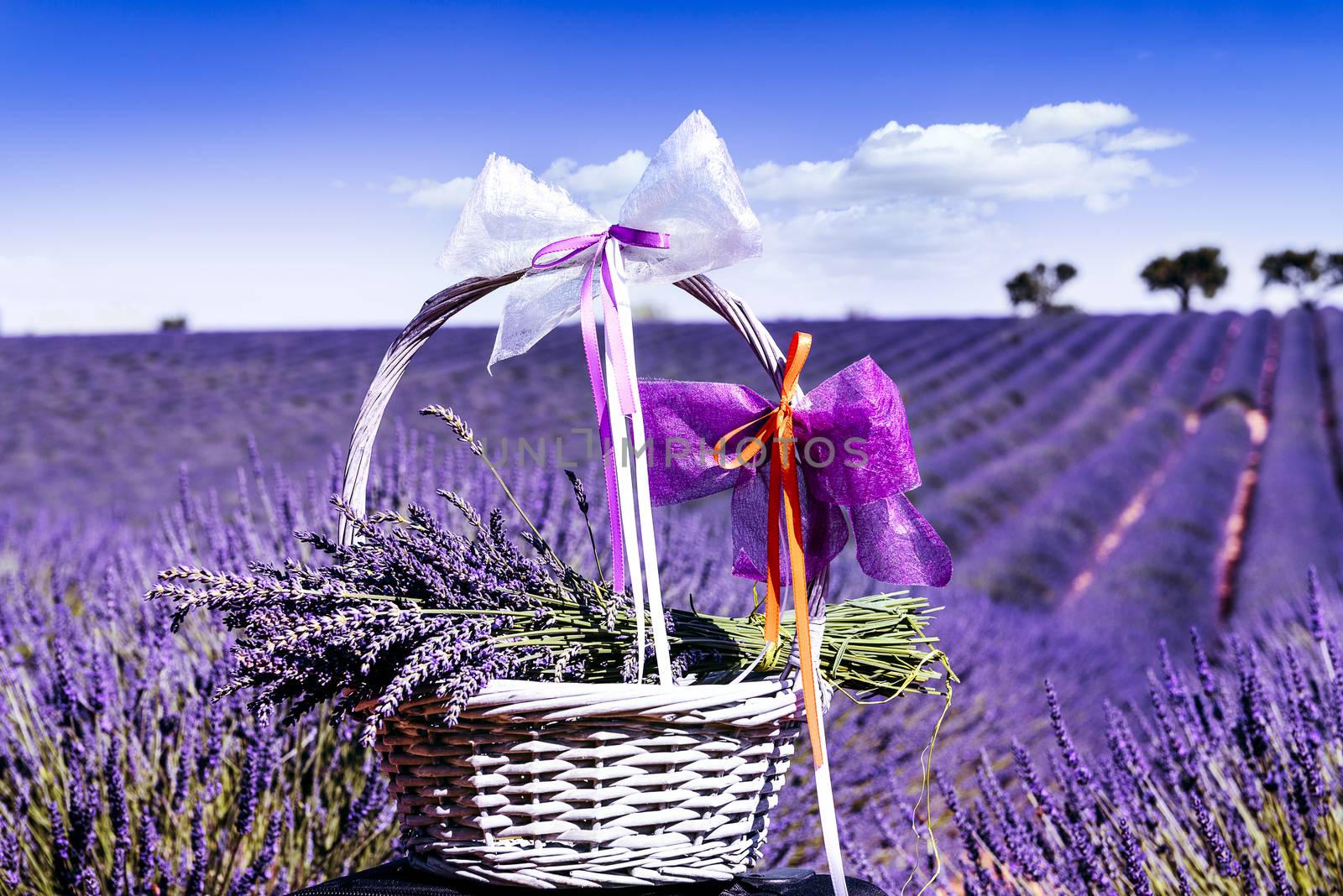 lavender field in south of France with decorative basket