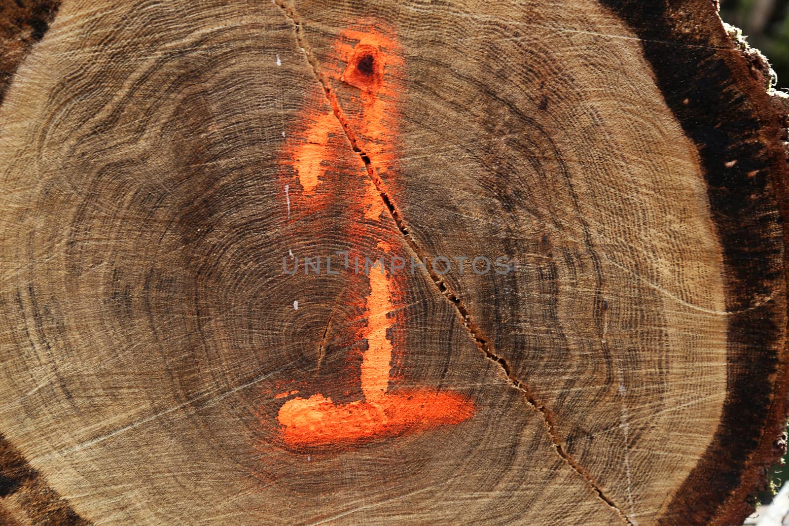 A cut log with the number one sprayed on