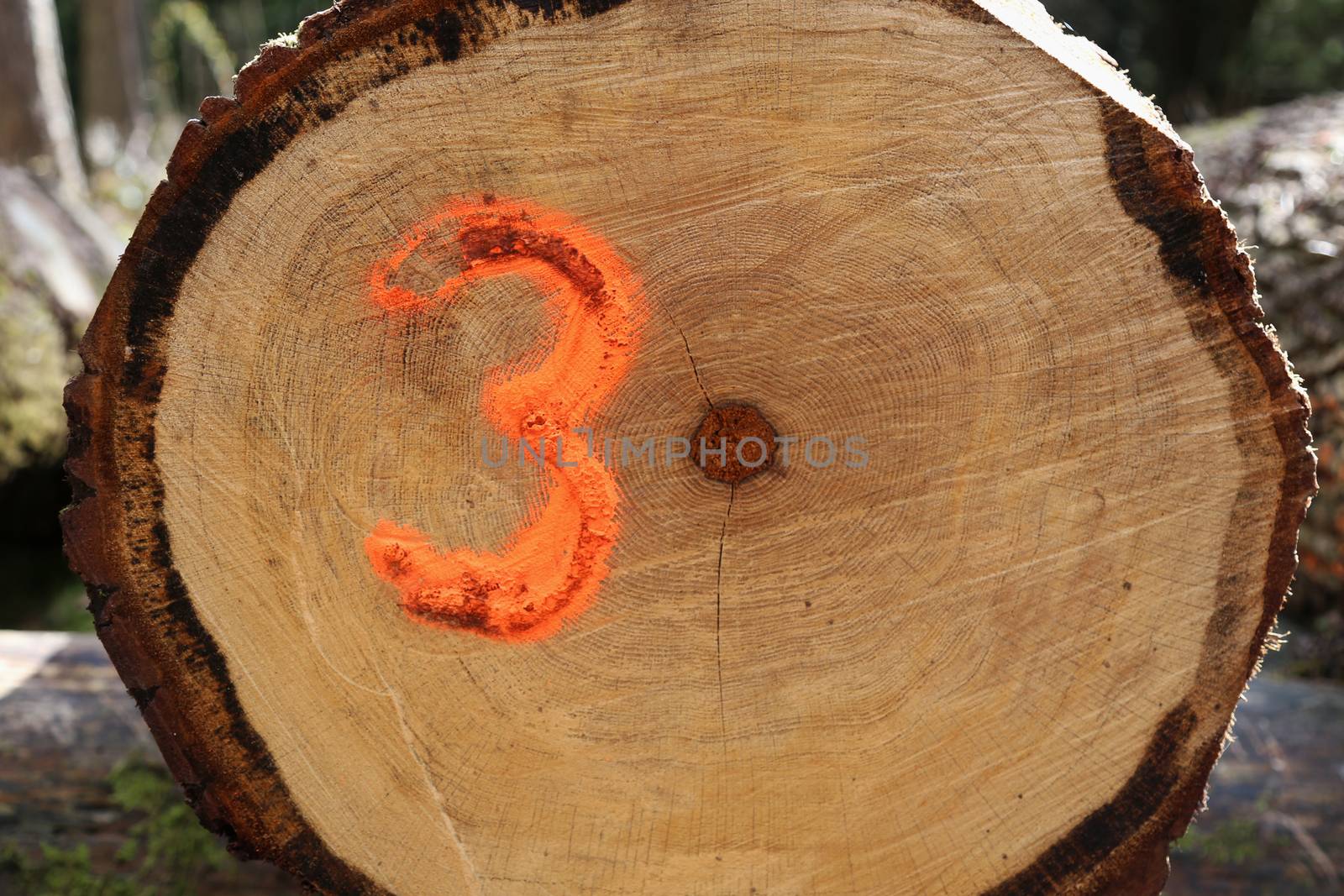 A sawn log with the number three spray painted onto it