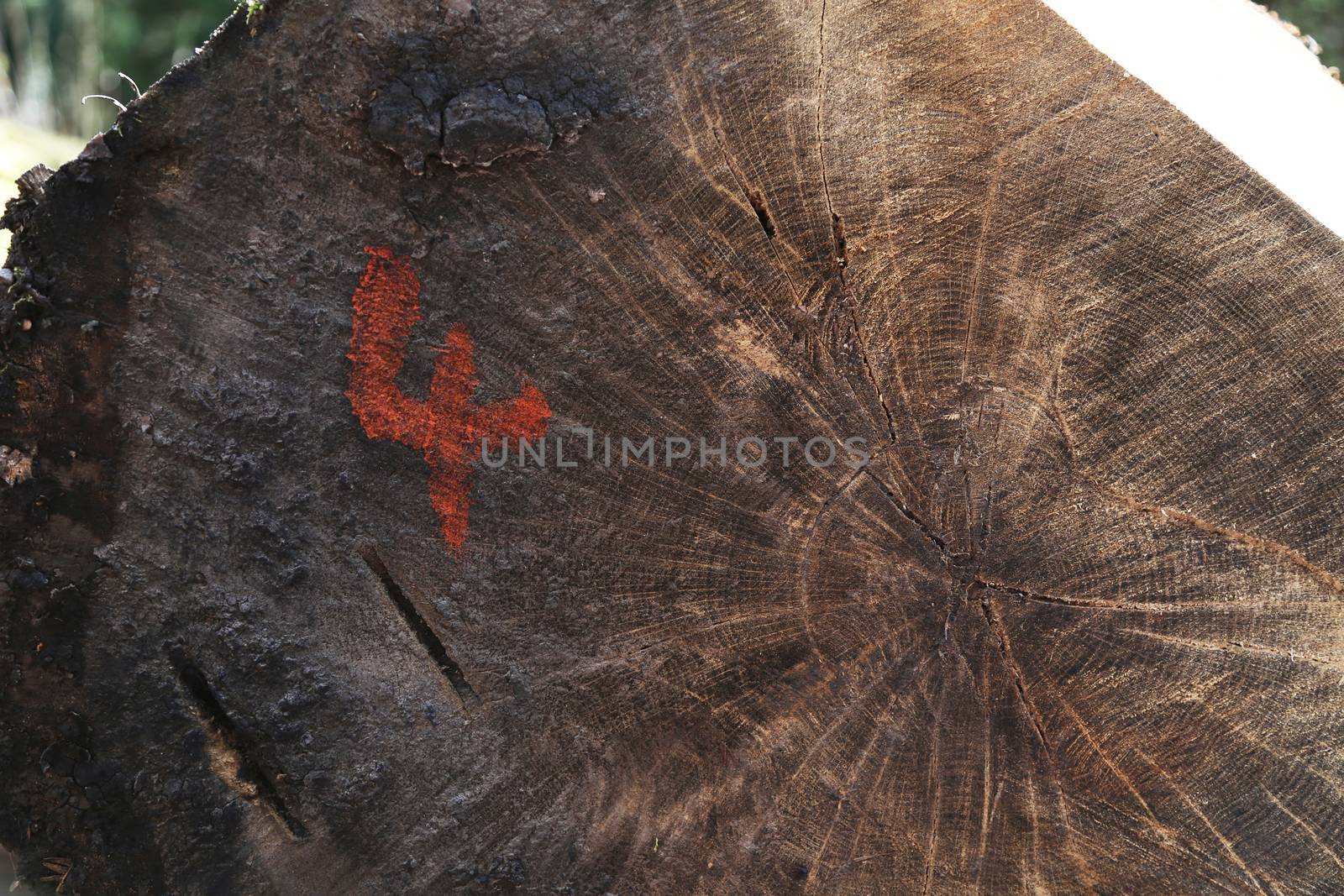 A sawn log with the number four spray painted onto it