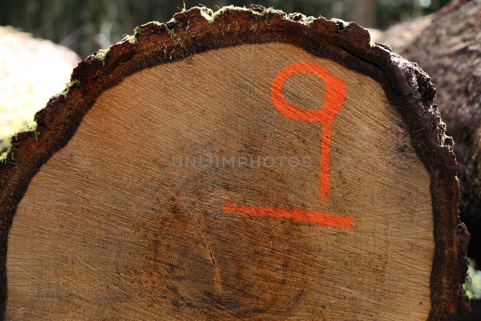 A log end with the number 9 sprayed onto it