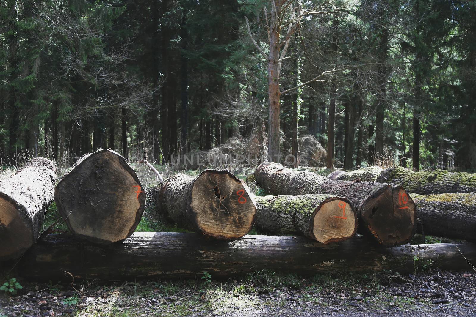 A collection of felled logs with identification numbers