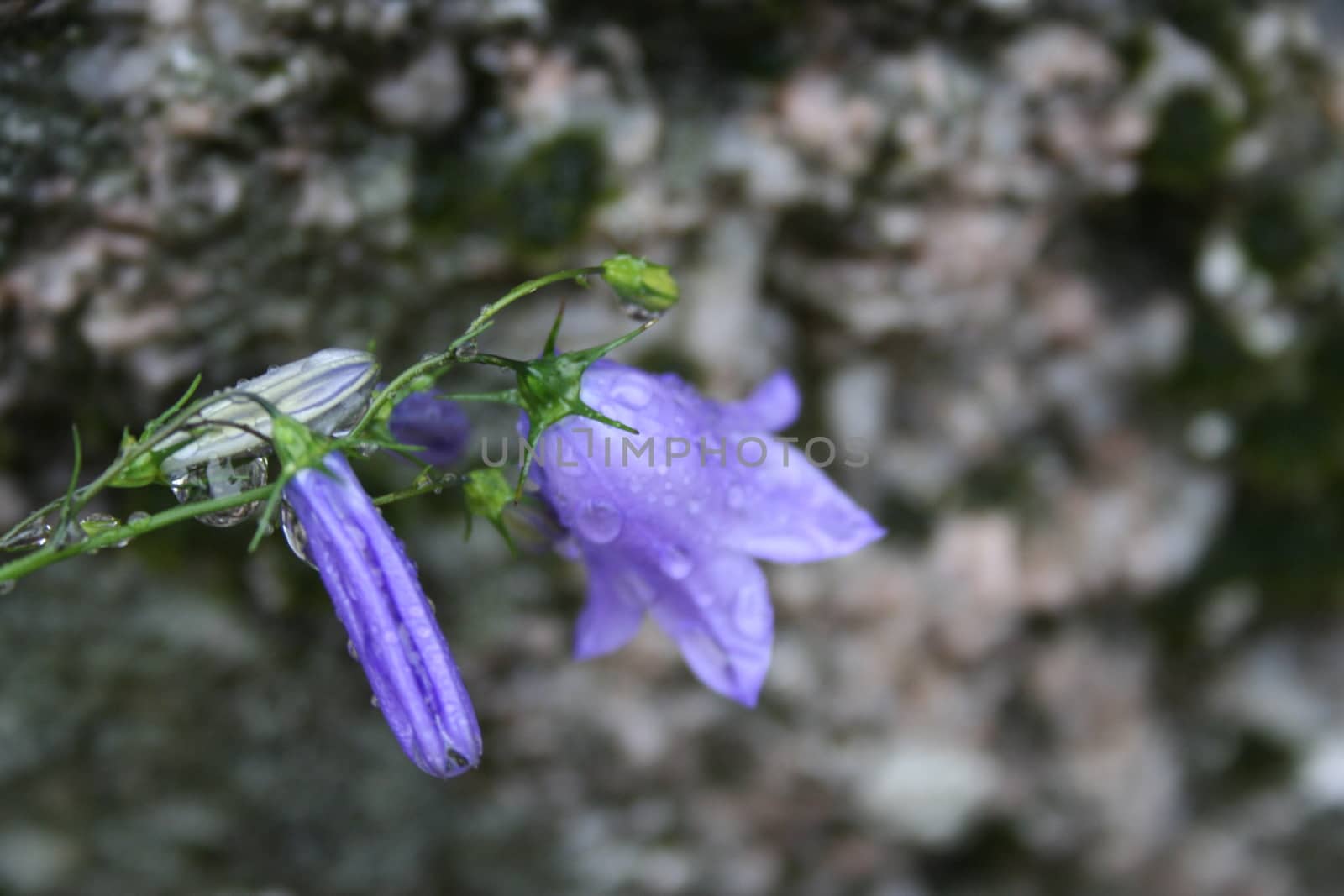 campanula rotundifolia by elin_merete