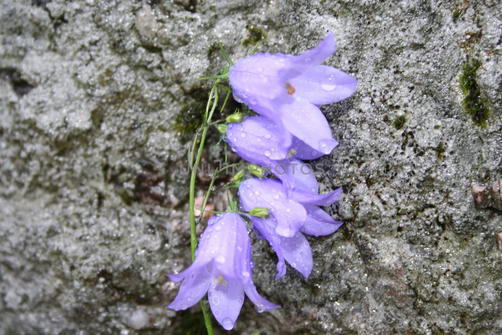 campanula rotundifolia by elin_merete