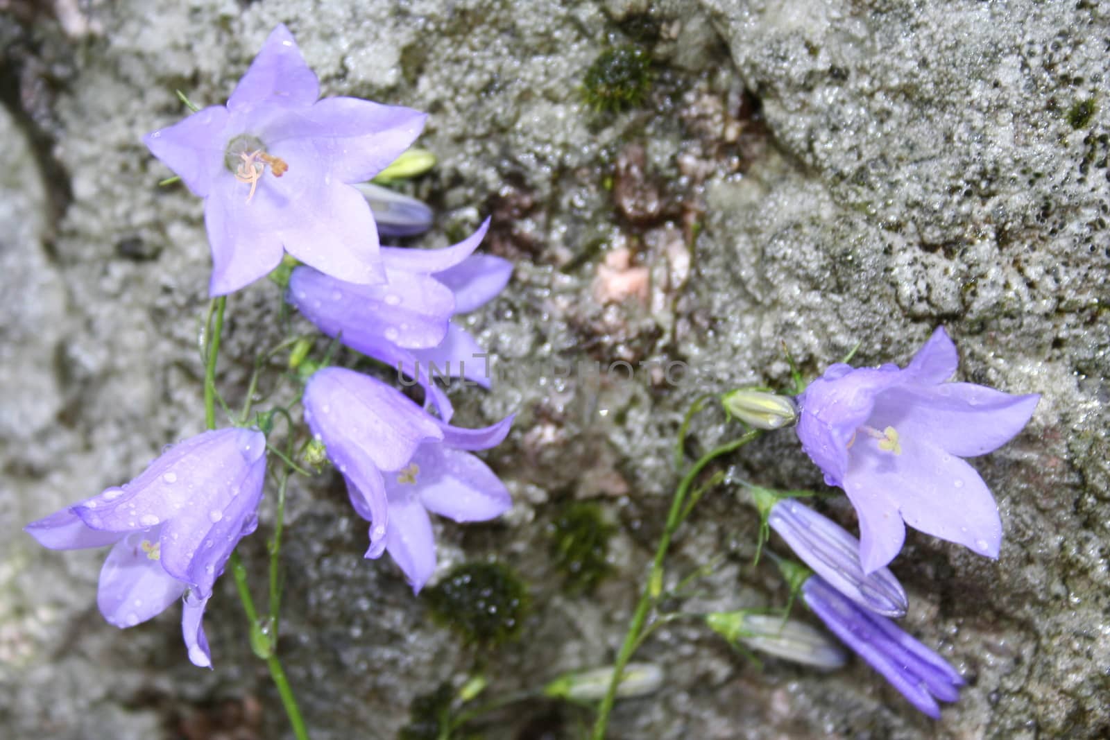 campanula rotundifolia by elin_merete