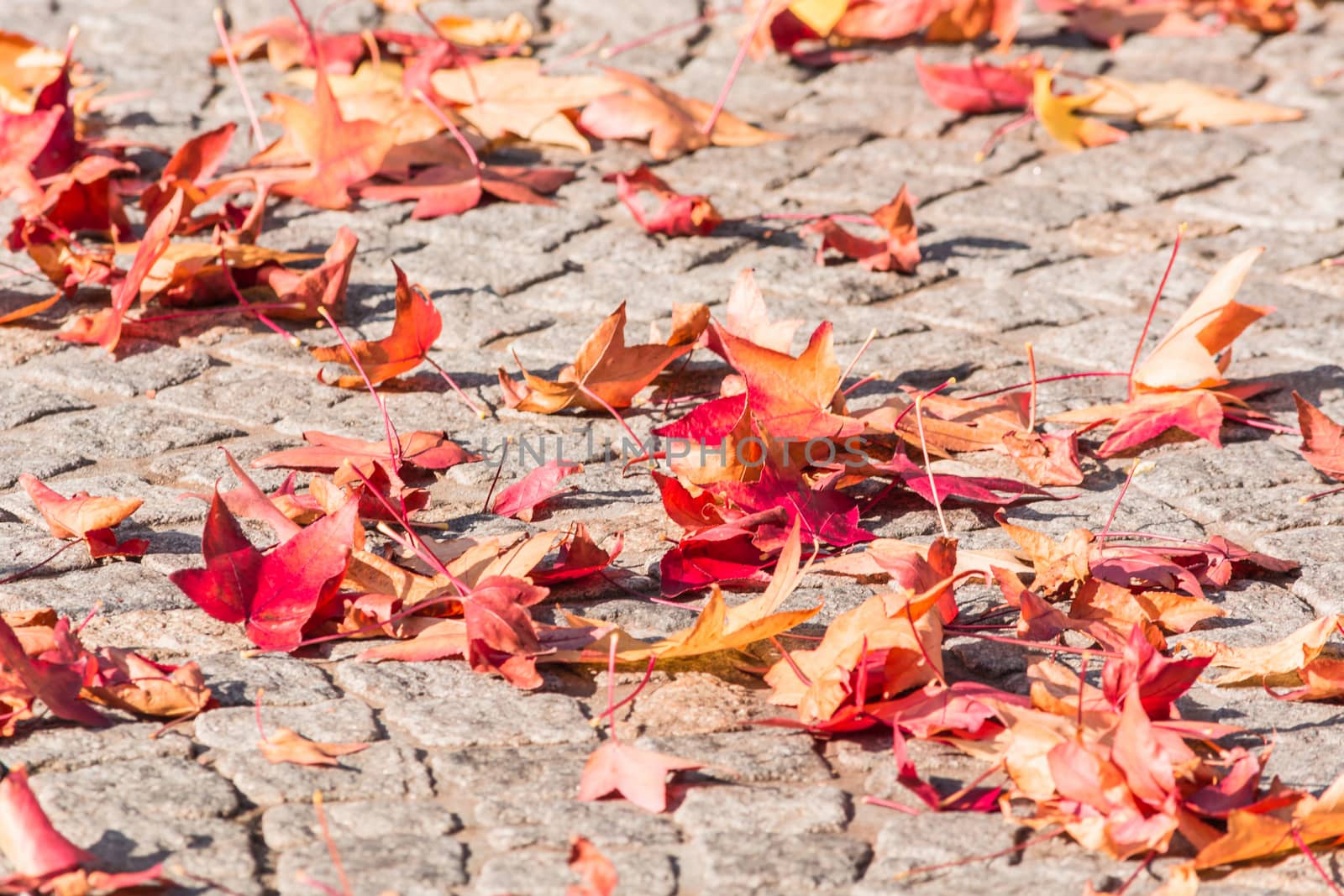 Various autumn leaves lying on a pavement stone .