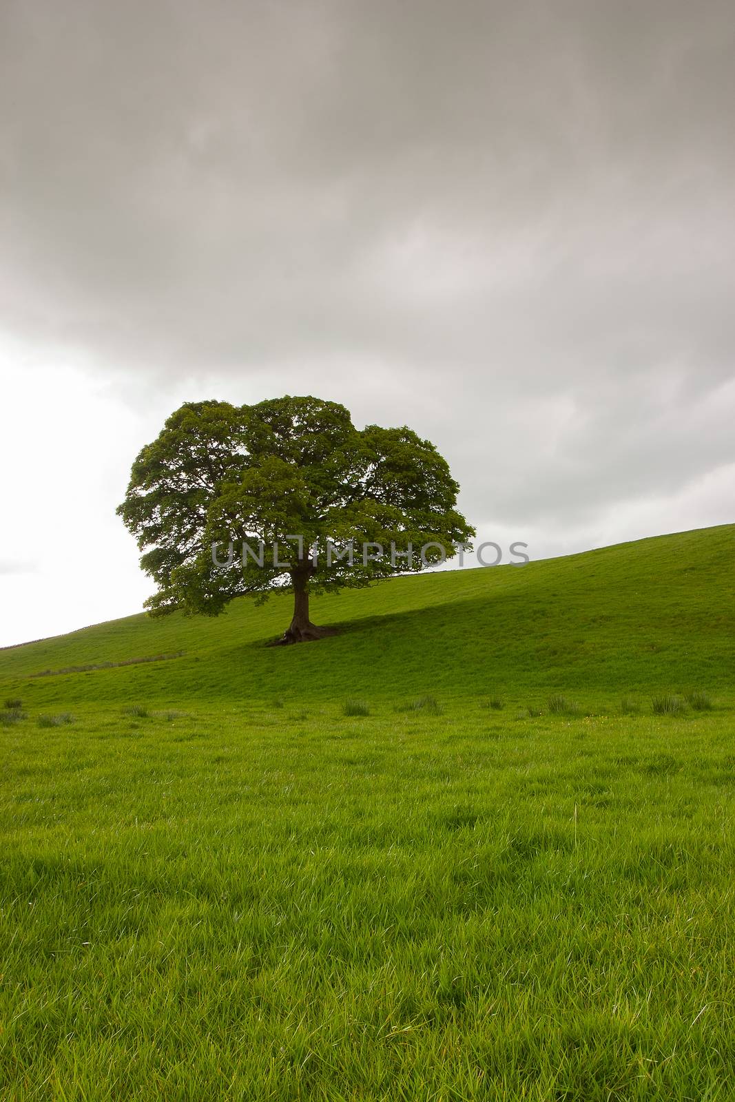 Lonely tree on the pasture in Yorkshire Dales, Great Britain