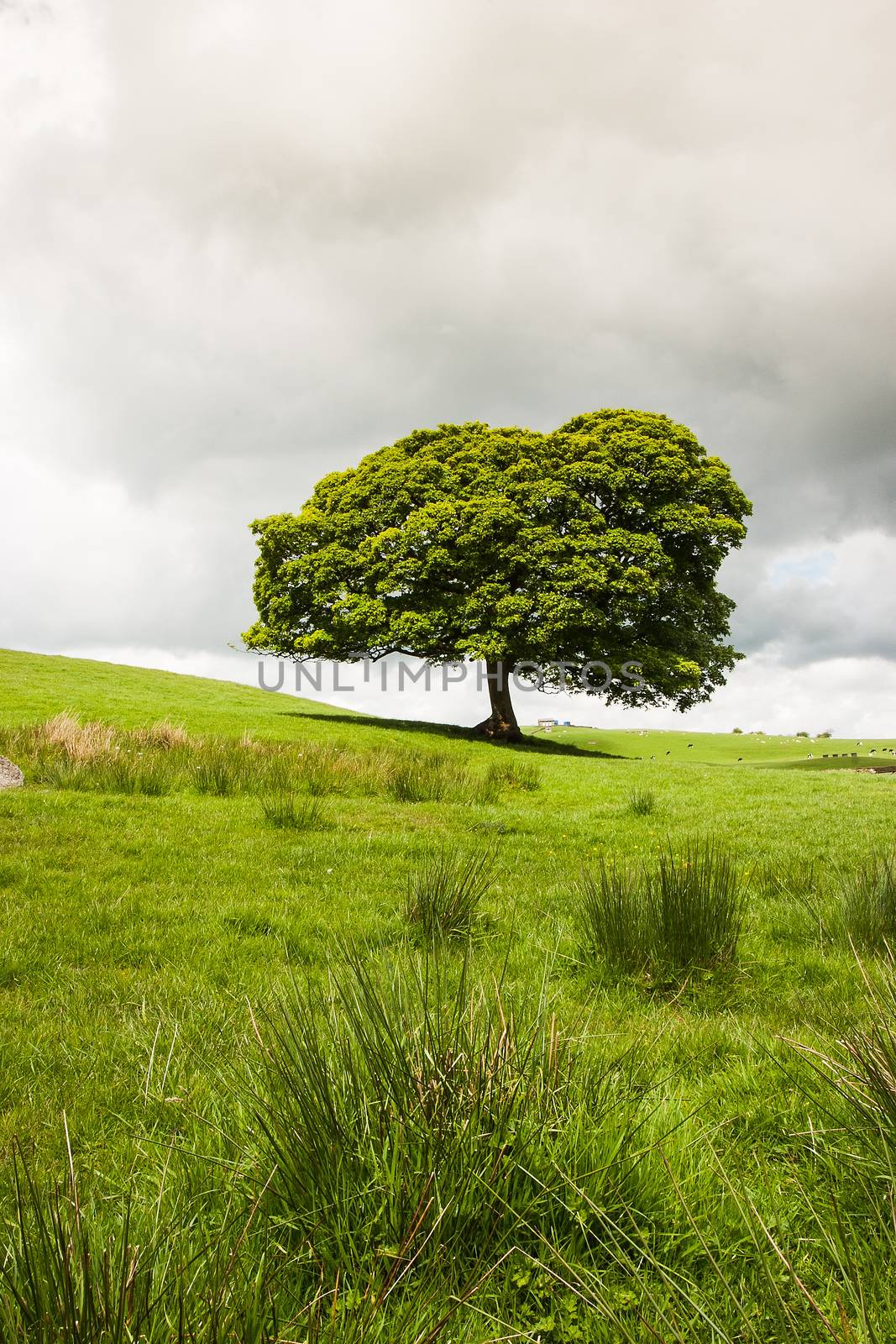 Lonely tree on the pasture in Yorkshire Dales by CaptureLight