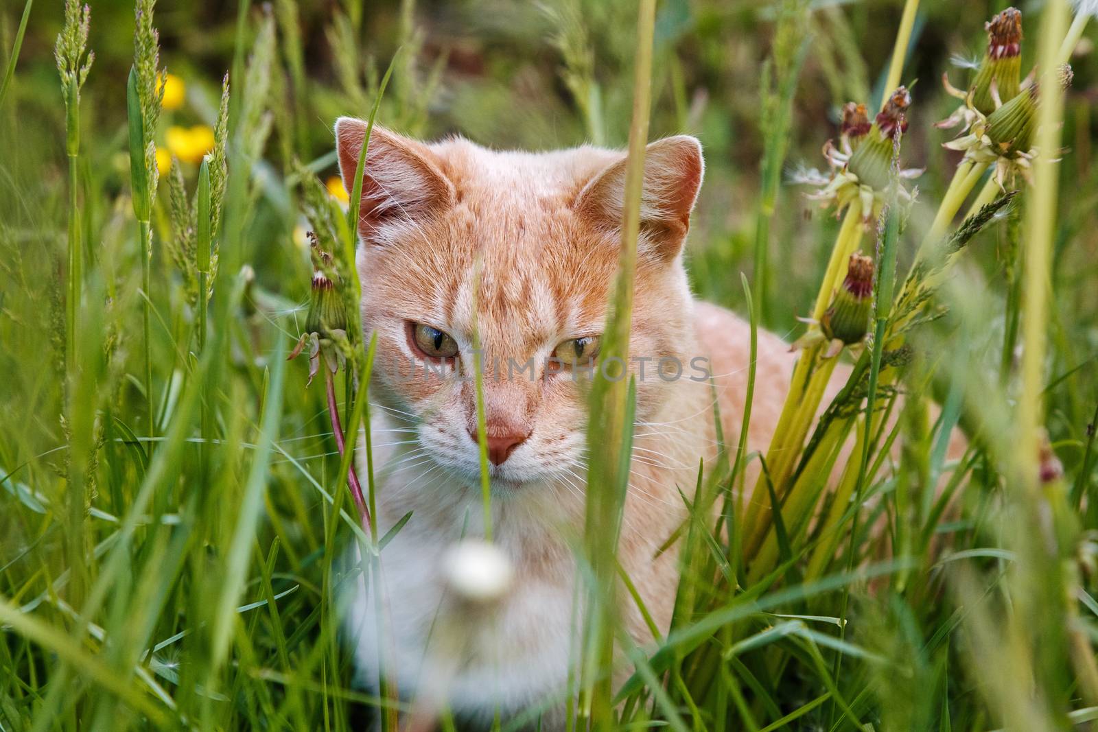 red cat sitting in the green grass