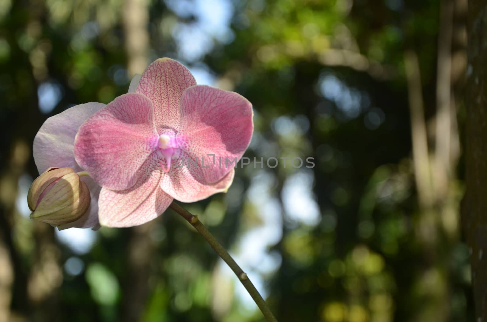 Red and pink orchid in bloom. Shown in the wild.