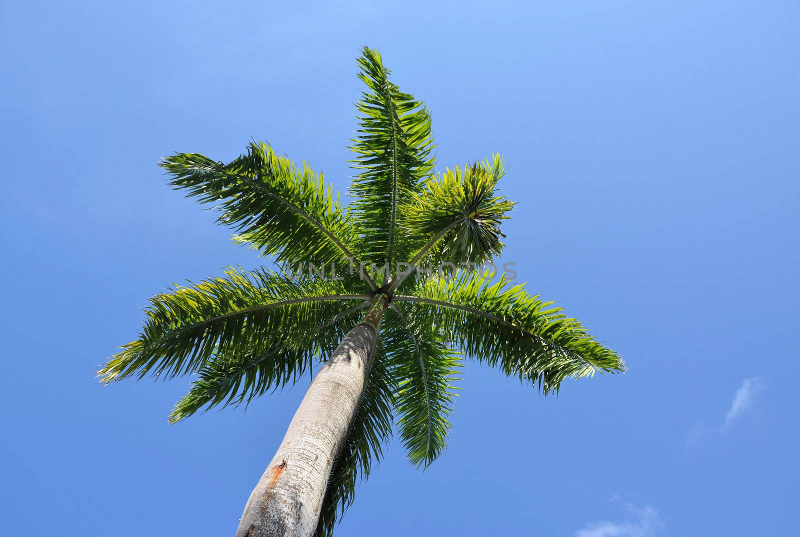 Palm tree seen from below looking up at the leaves