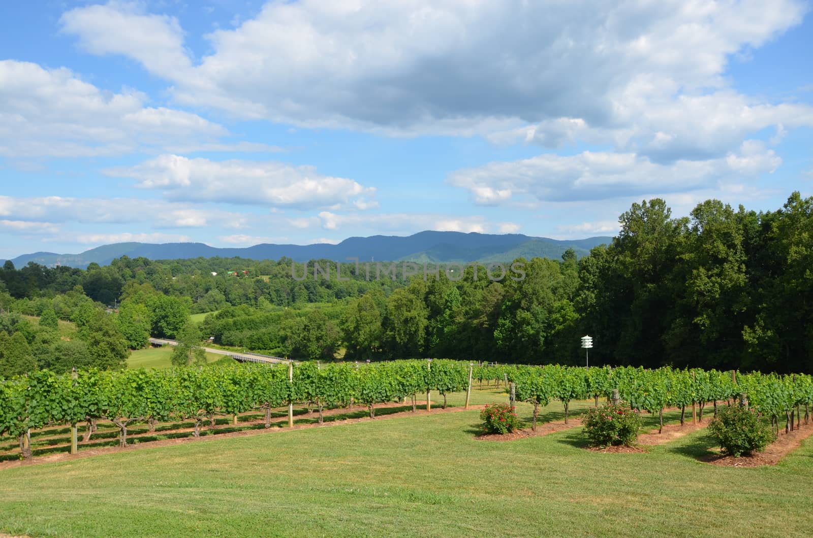 A large vineyard in the spring of the year. This one is in North Carolina.