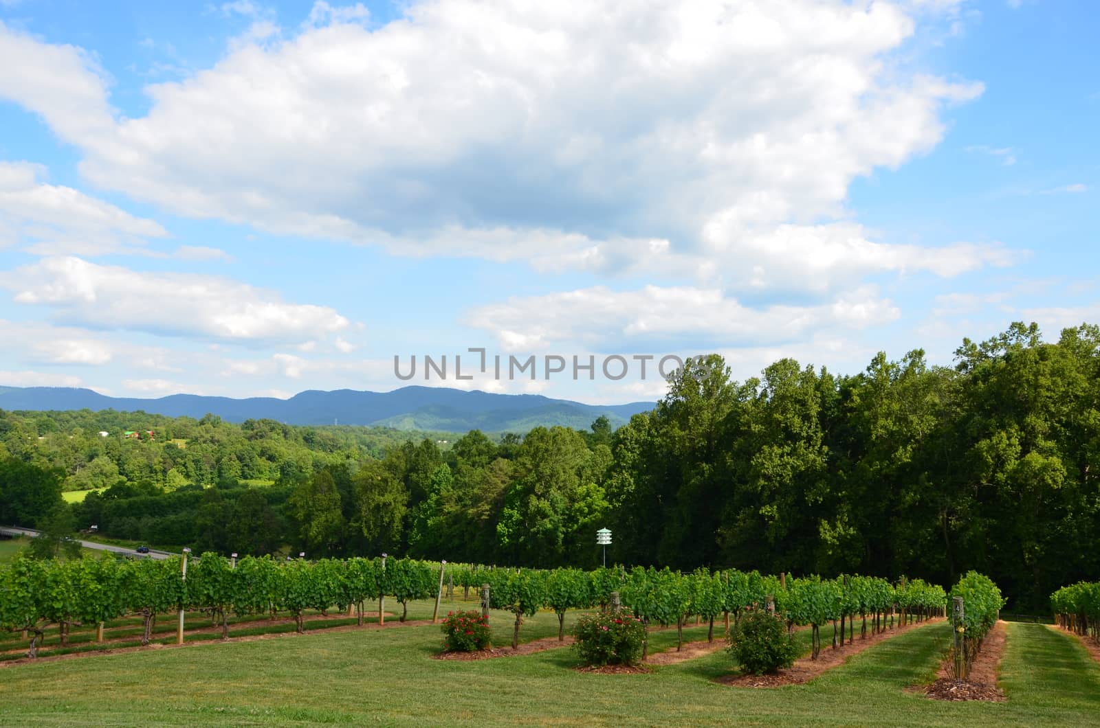 hilside vineyard by northwoodsphoto
