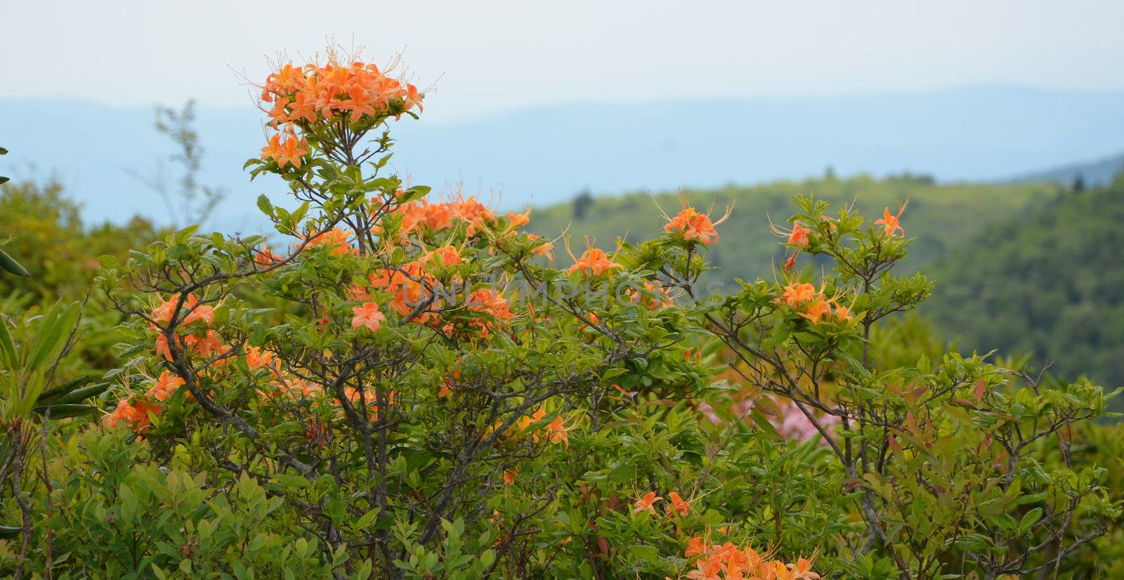 Mountain flowers by northwoodsphoto