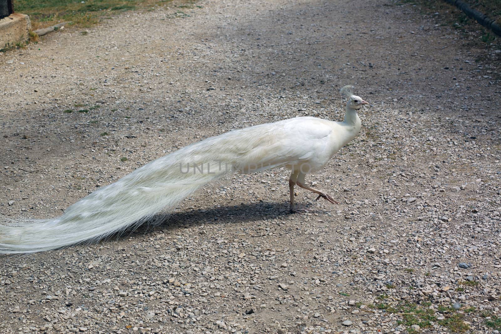 White Peacock Walk by bensib