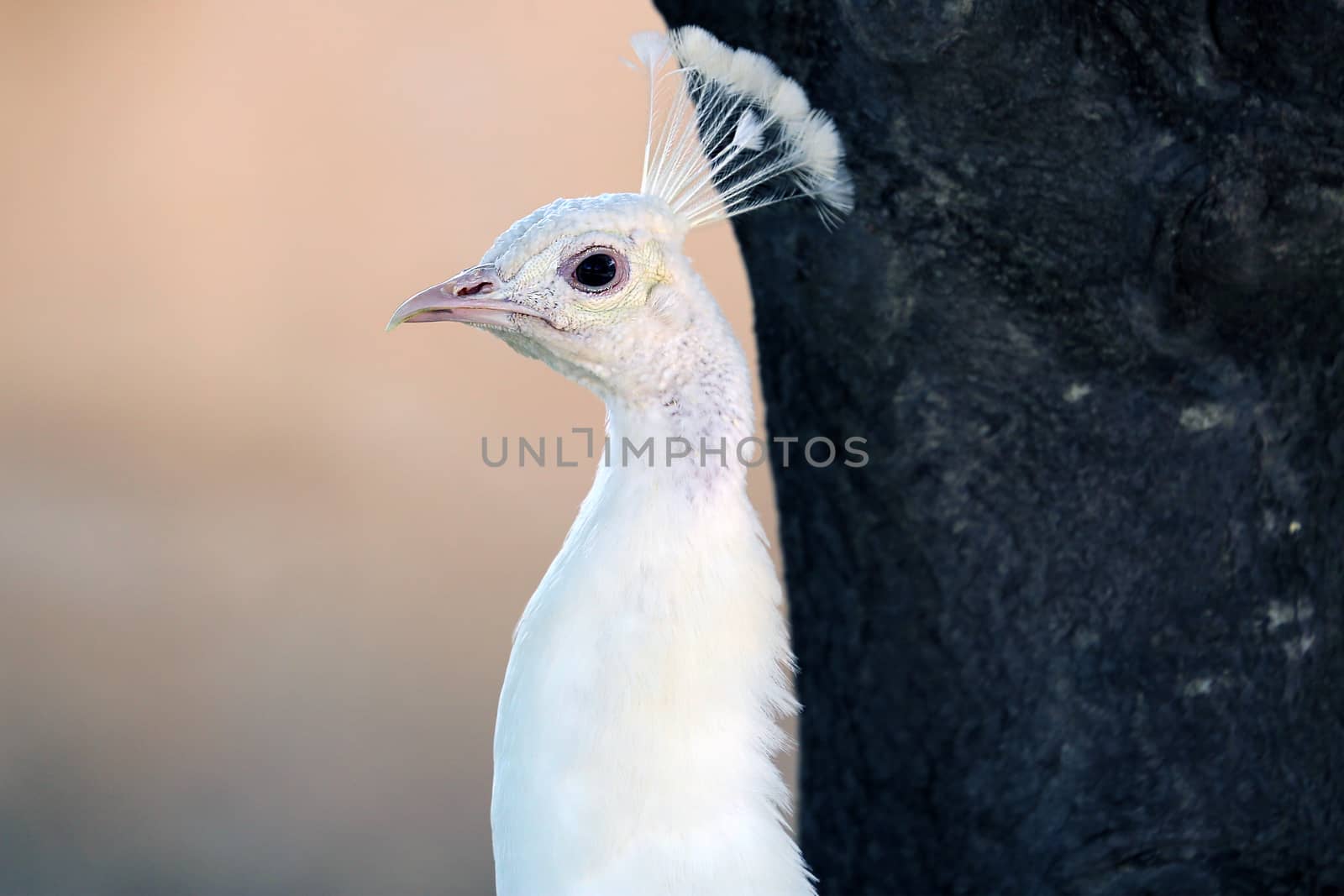 White Peacock Profile by bensib