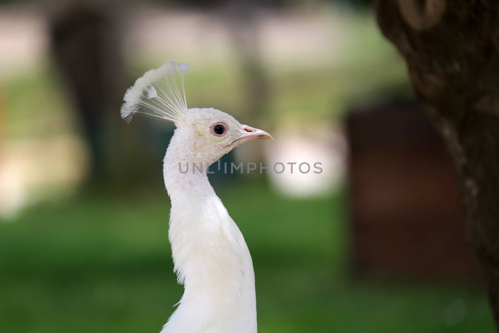 Close Up of a Head of White Peacock