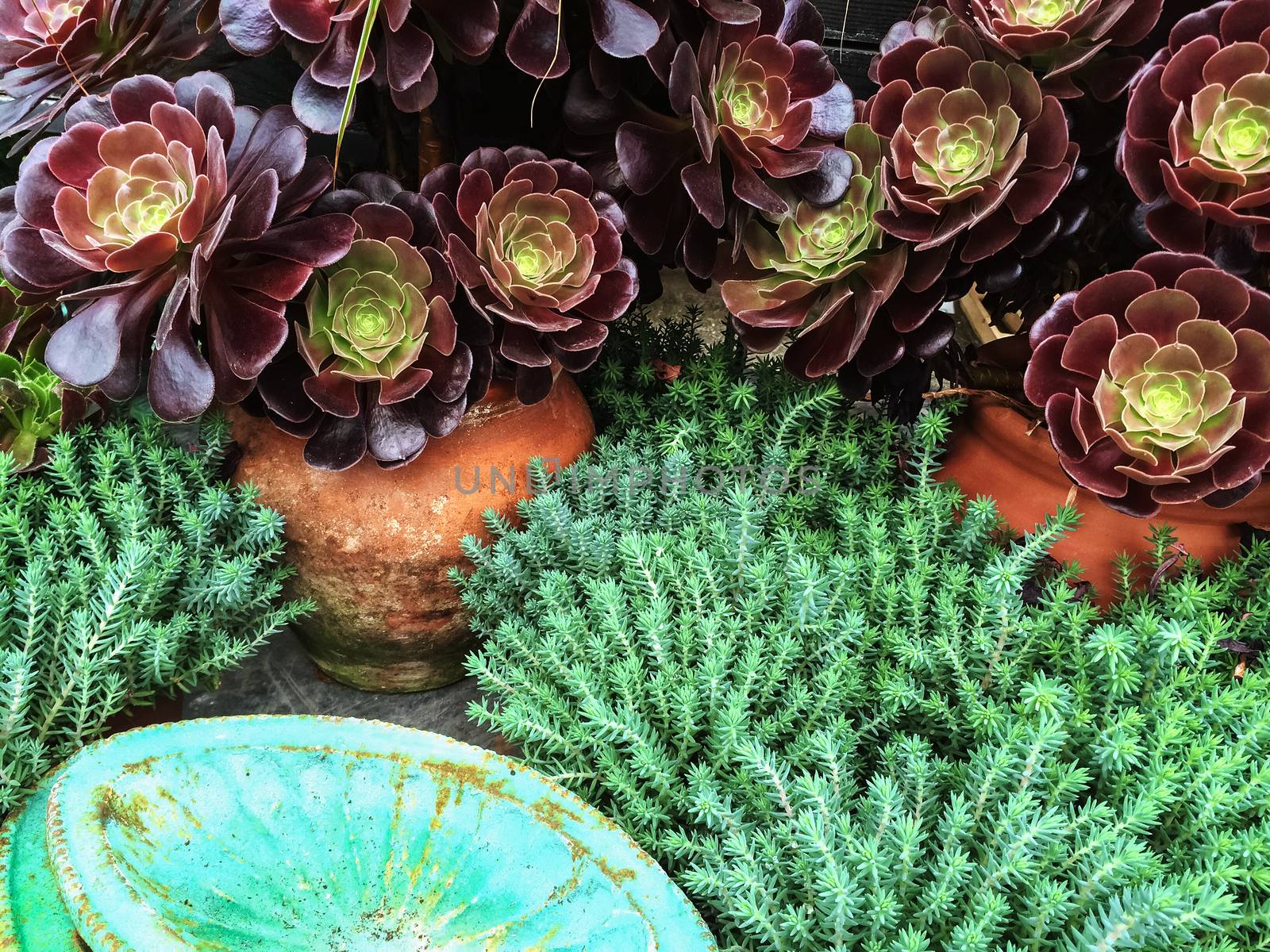 Beautiful succulent plants in clay pots. Aeonium Black Rose.