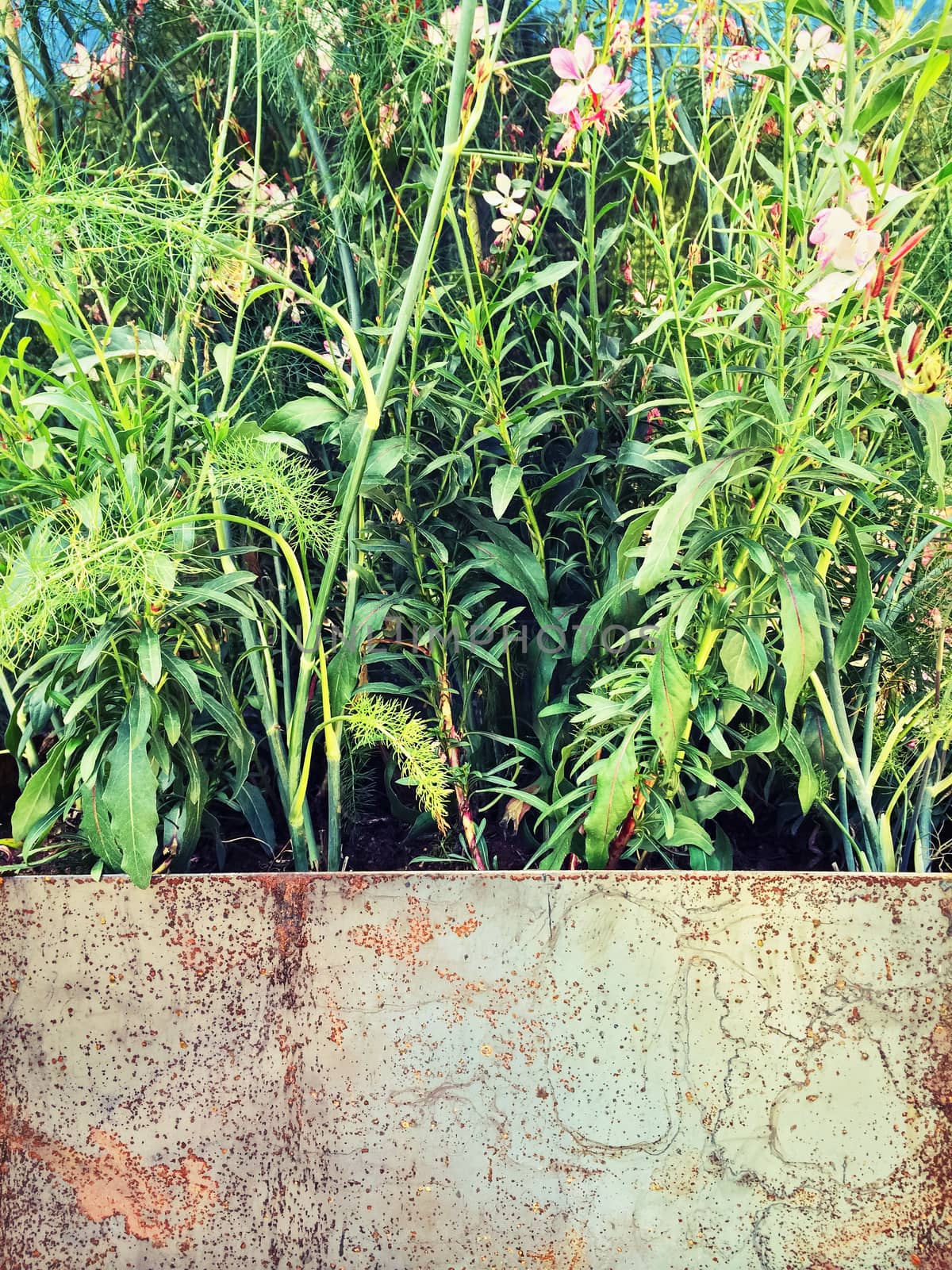 Plants blooming in a rusty metal container by anikasalsera