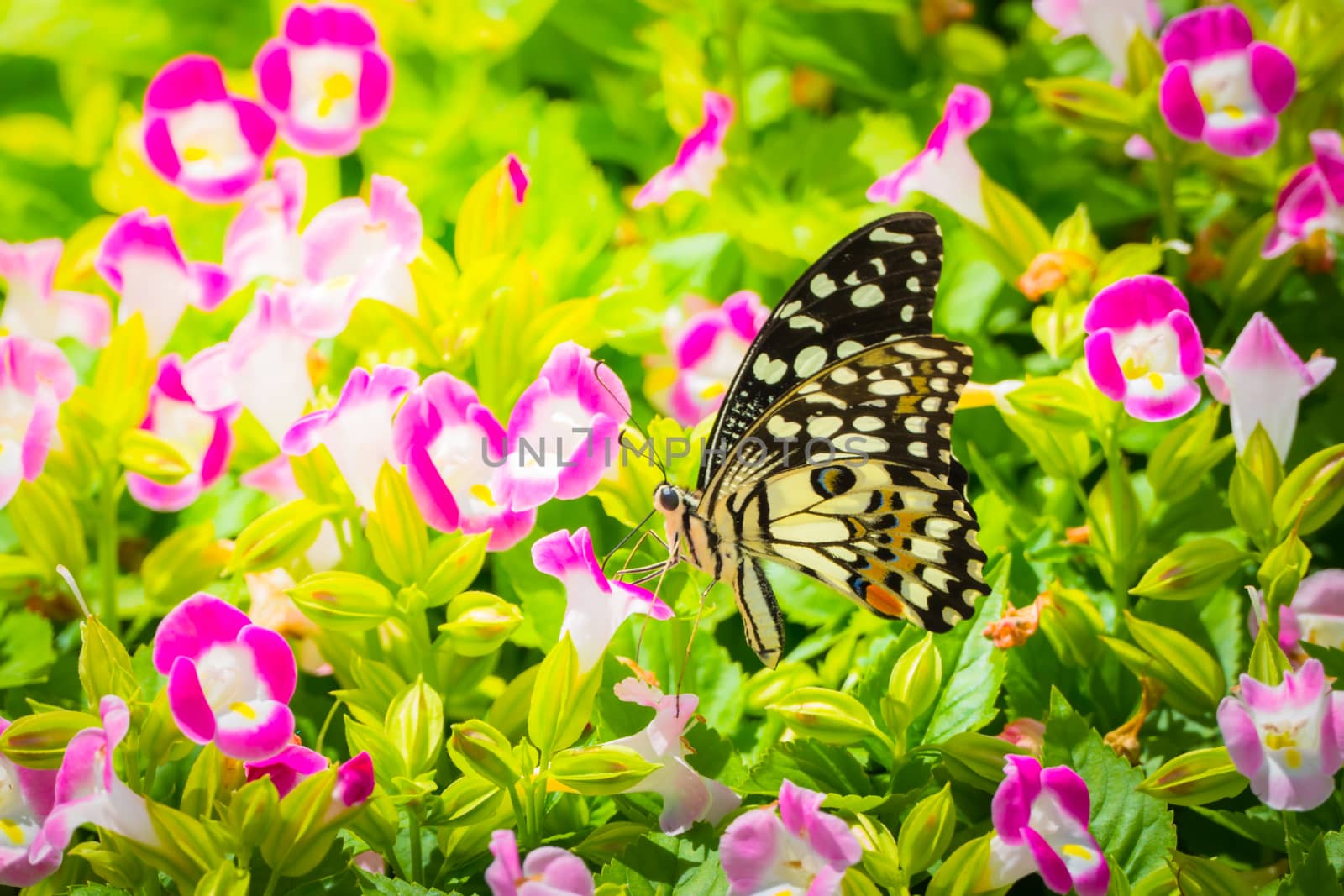 Beautiful Butterfly on Colorful Flower by teerawit