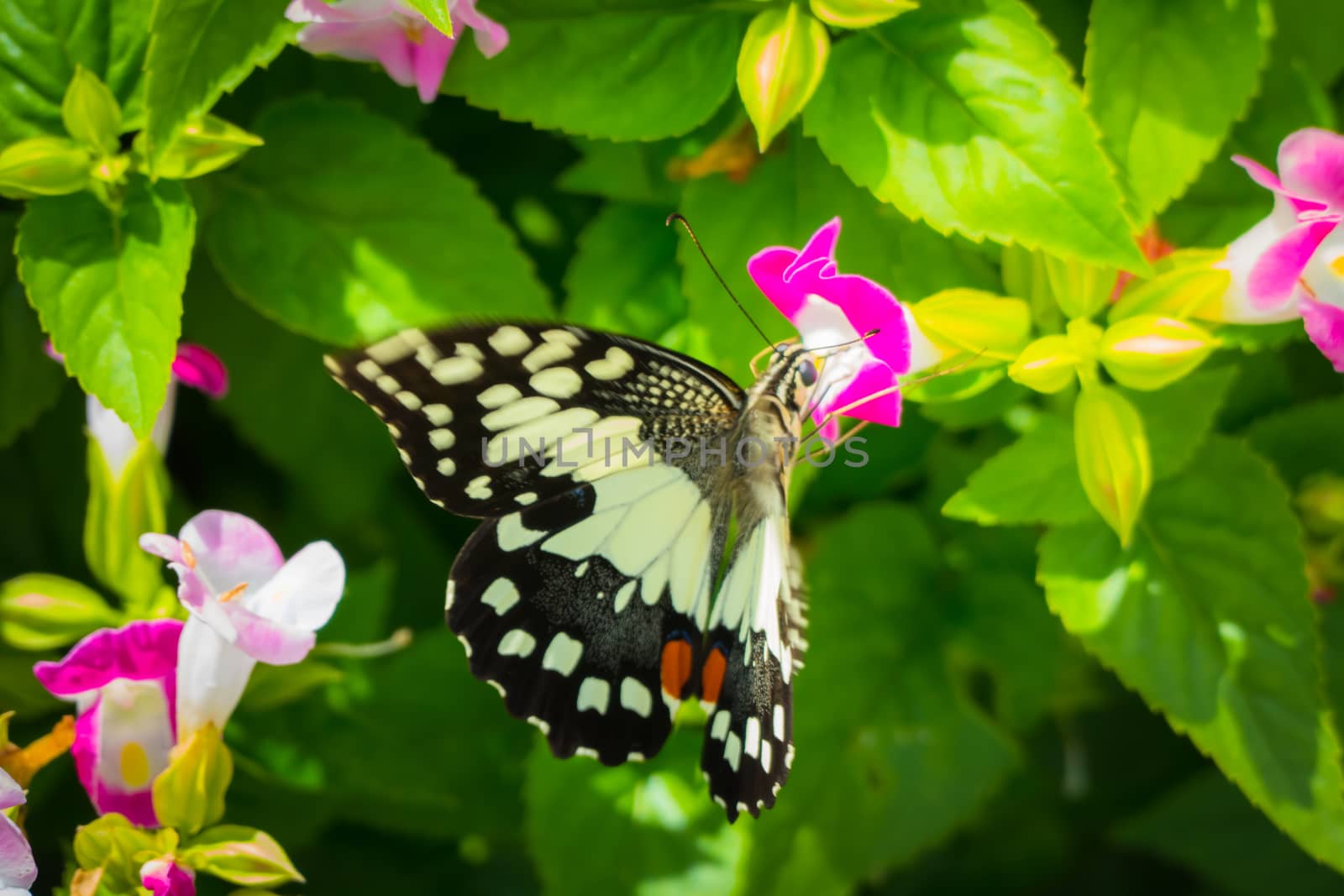 Beautiful Butterfly on Colorful Flower, nature background