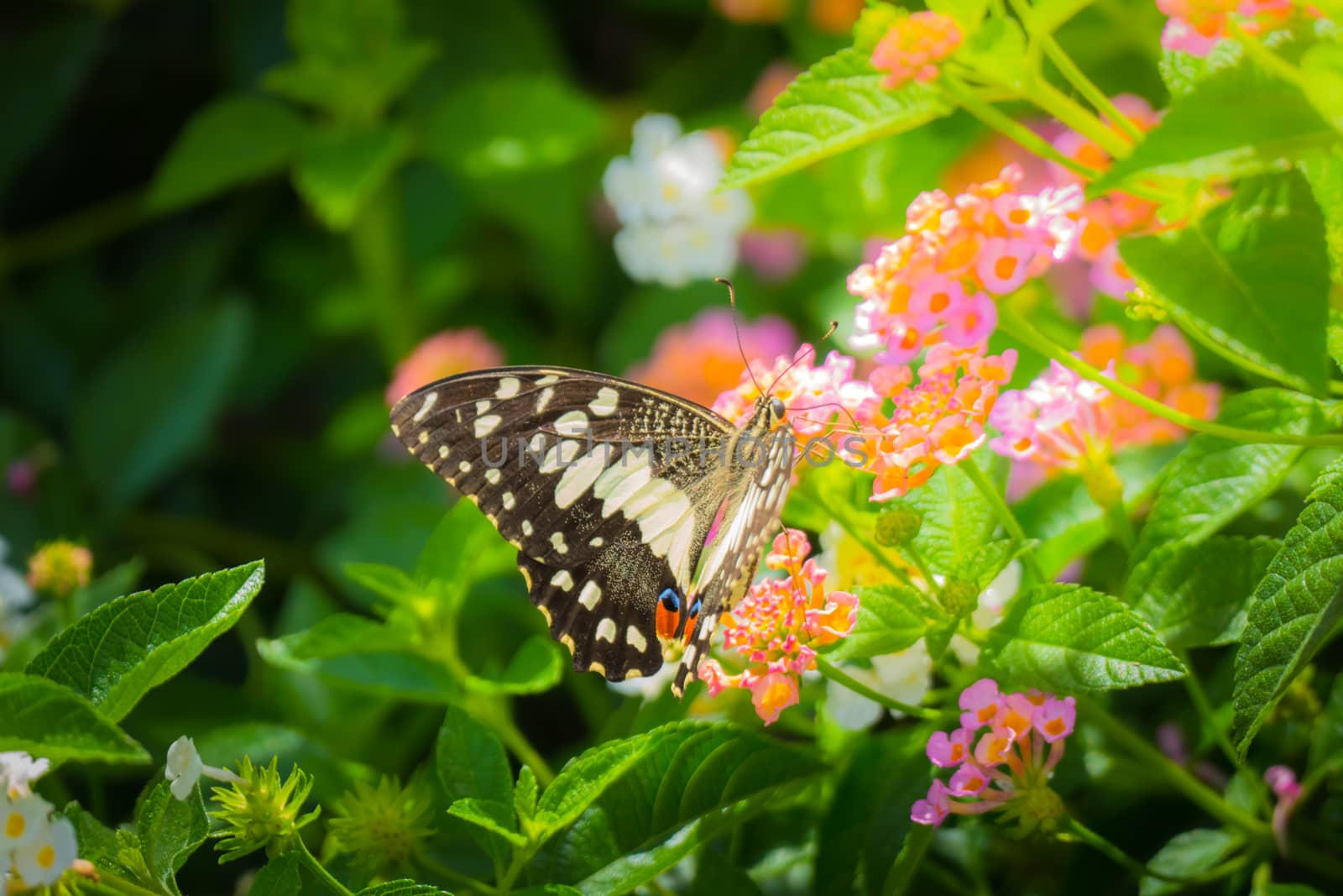 Beautiful Butterfly on Colorful Flower, nature background