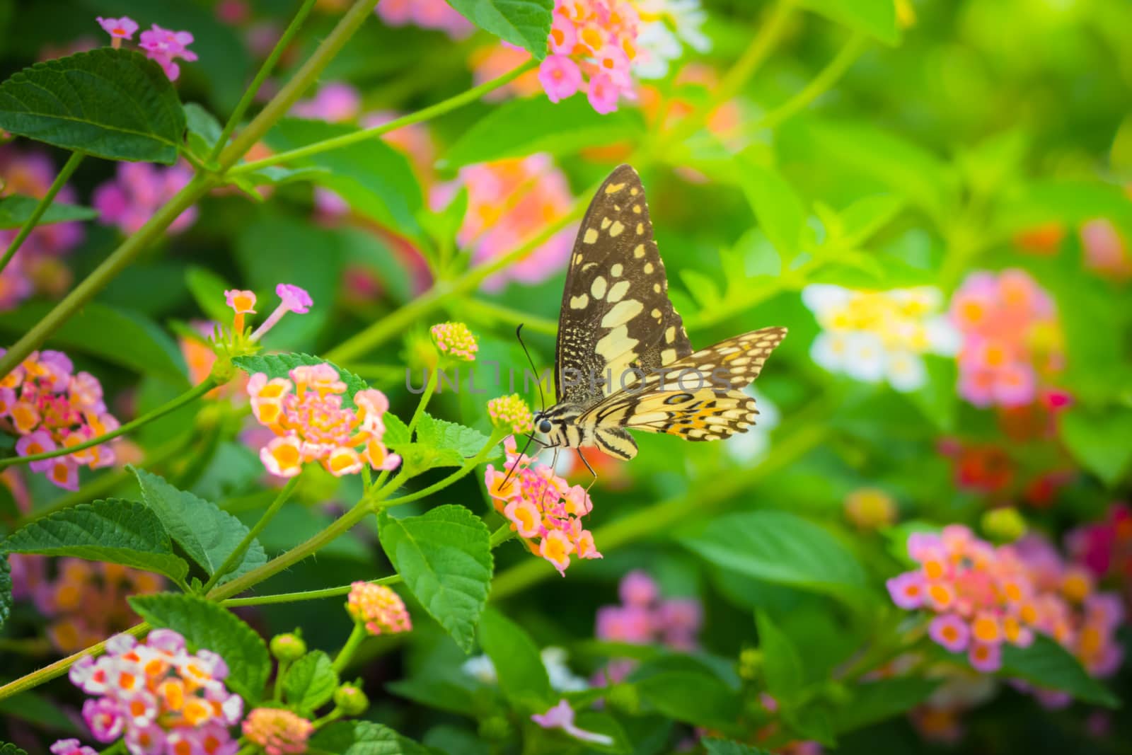 Beautiful Butterfly on Colorful Flower by teerawit