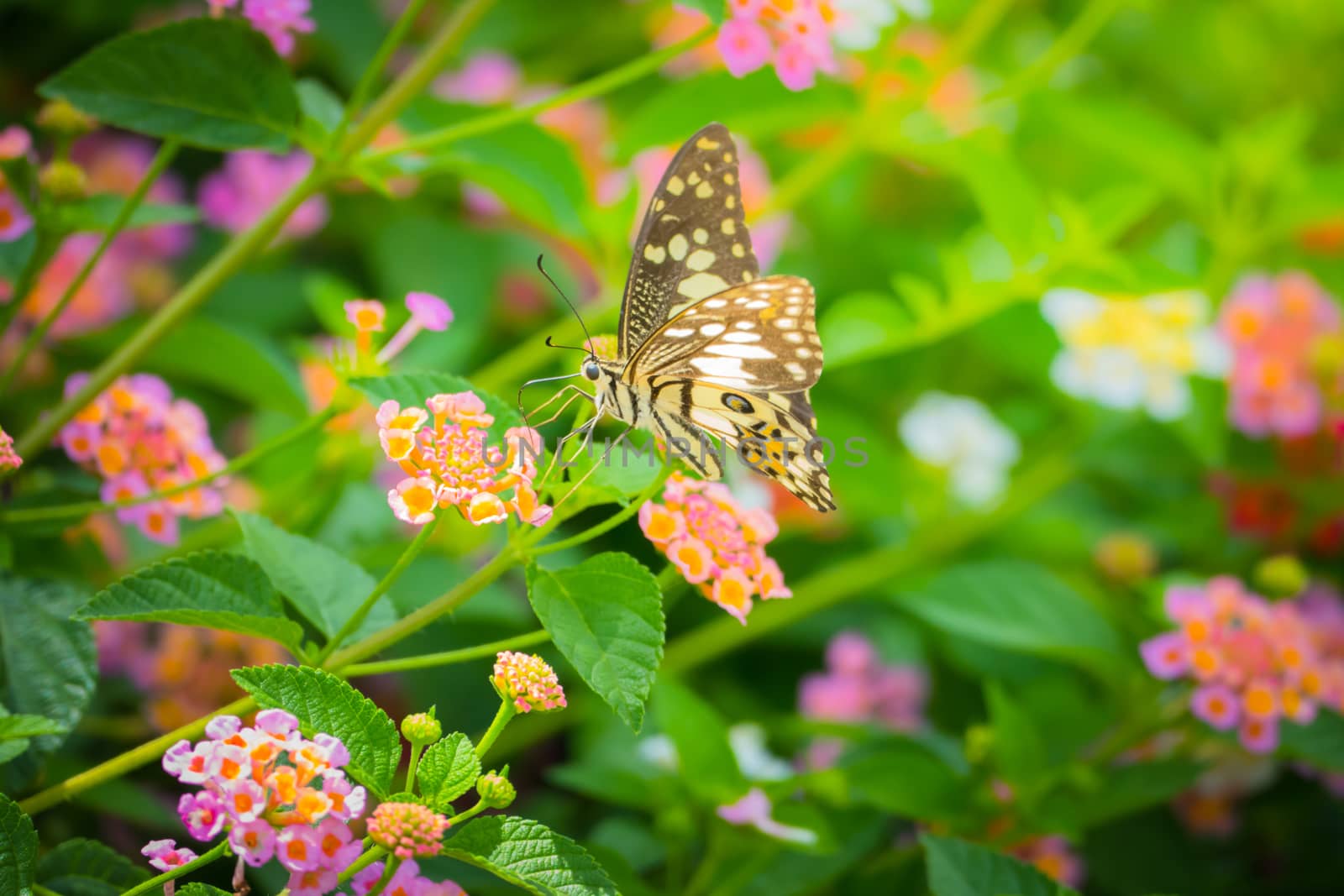 Beautiful Butterfly on Colorful Flower by teerawit