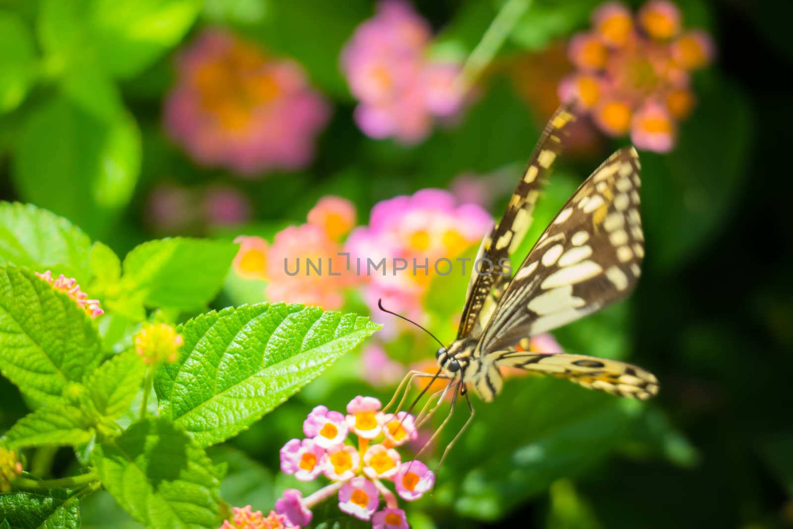 Beautiful Butterfly on Colorful Flower by teerawit