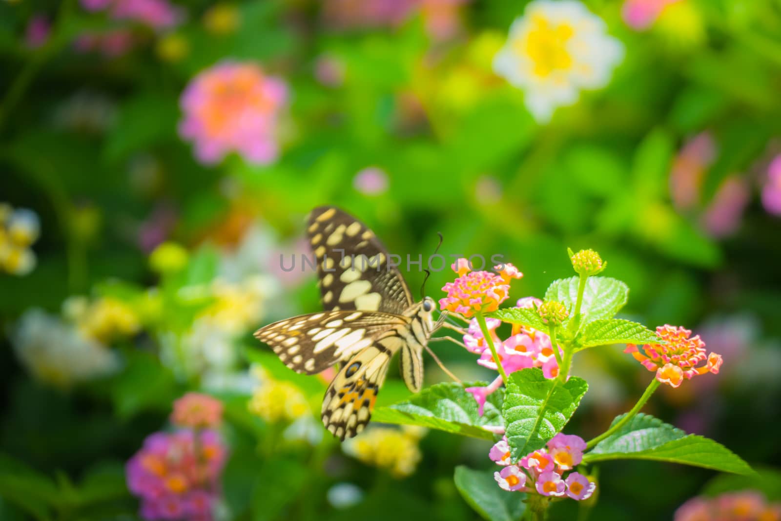 Beautiful Butterfly on Colorful Flower by teerawit