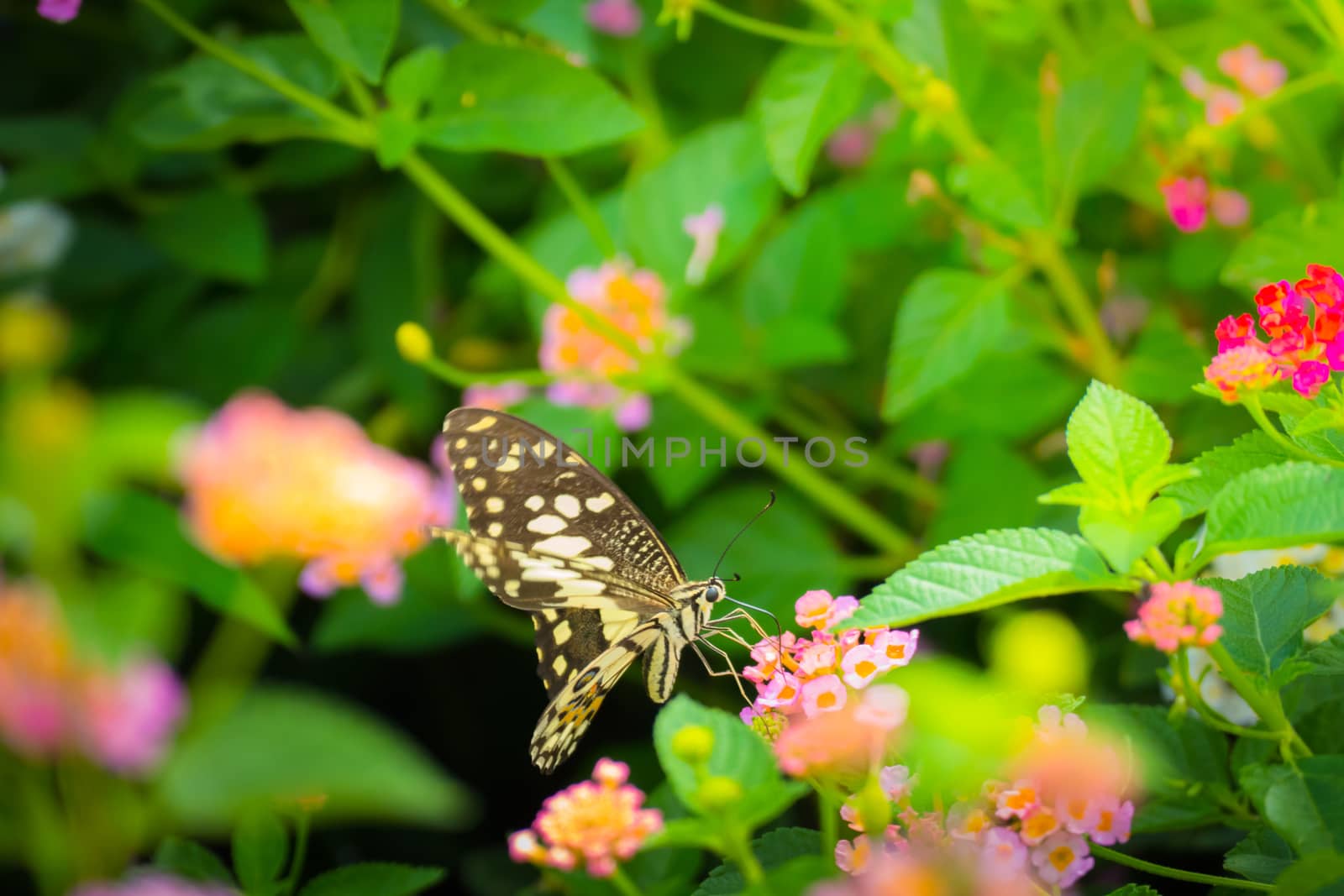 Beautiful Butterfly on Colorful Flower, nature background