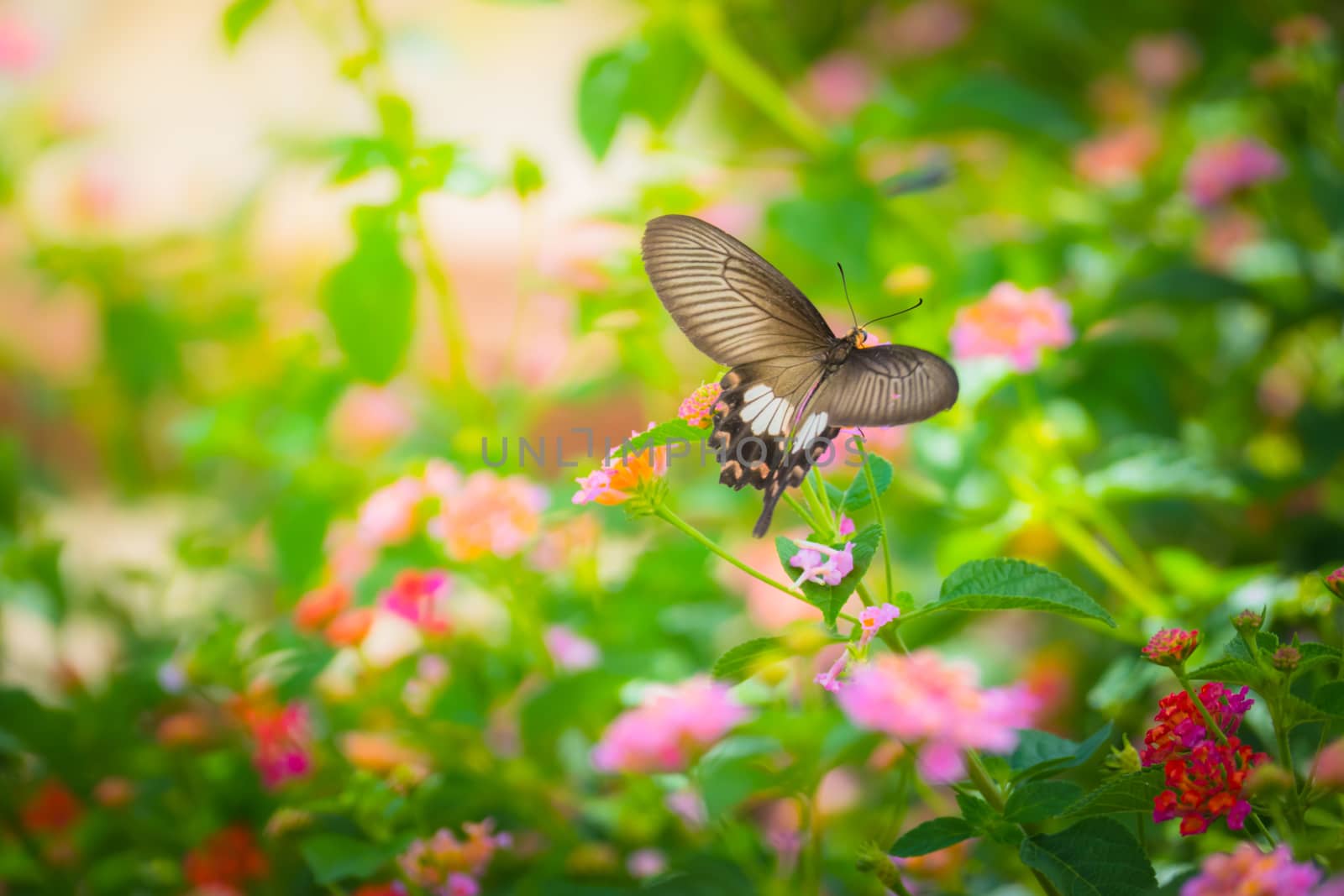 Beautiful Butterfly on Colorful Flower by teerawit