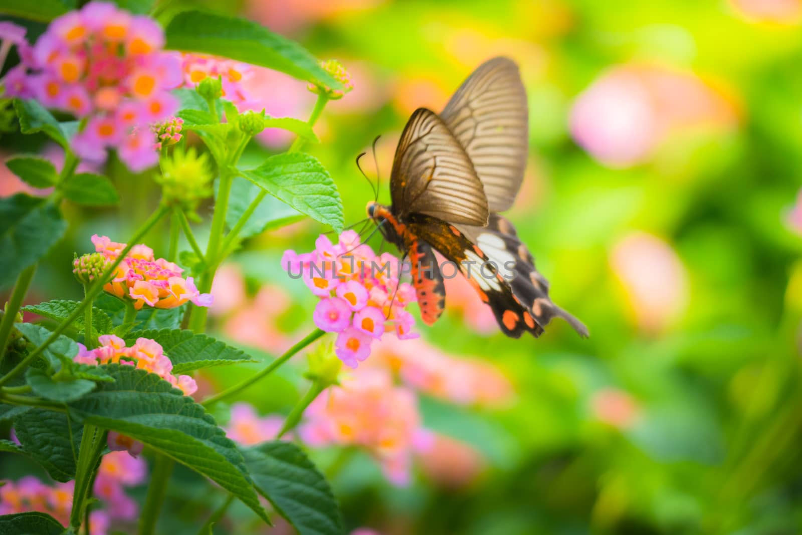 Beautiful Butterfly on Colorful Flower by teerawit