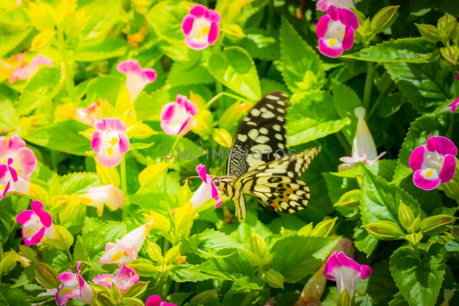 Beautiful Butterfly on Colorful Flower, nature background