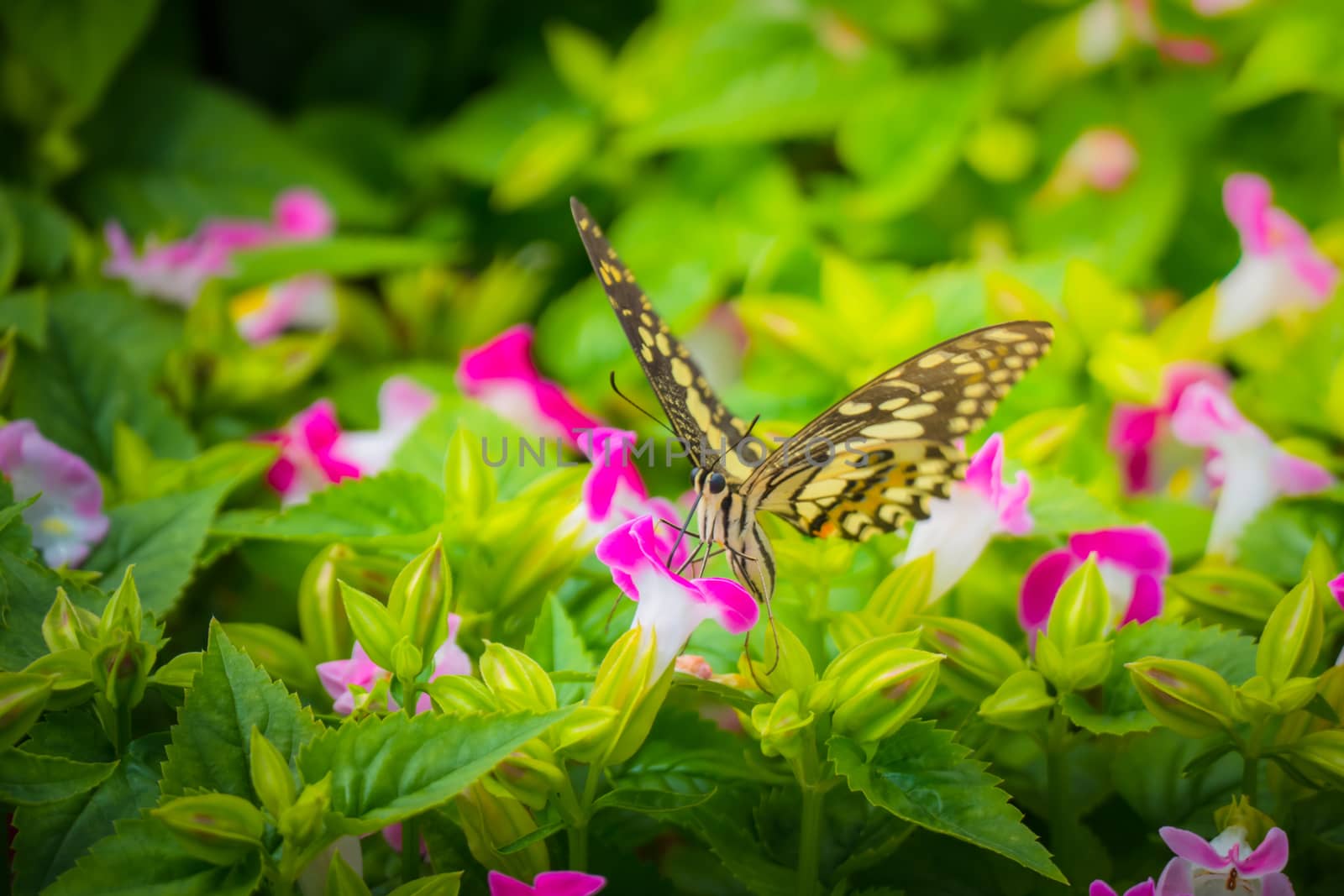 Beautiful Butterfly on Colorful Flower by teerawit