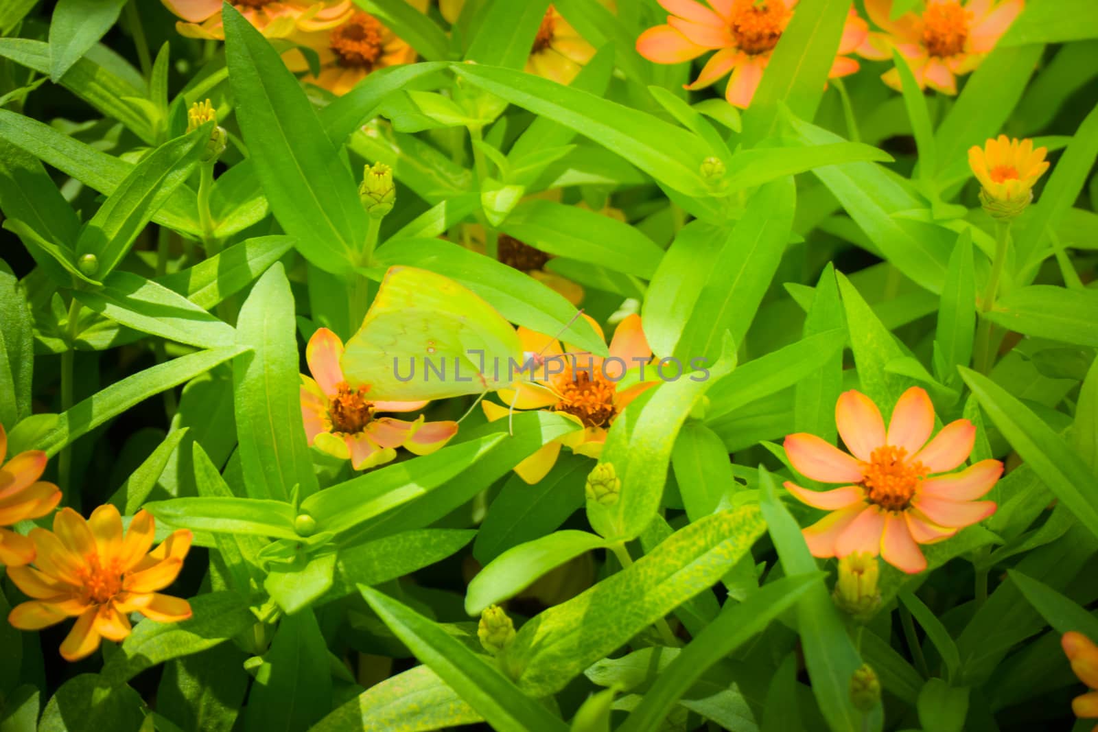 Beautiful Butterfly on Colorful Flower, nature background