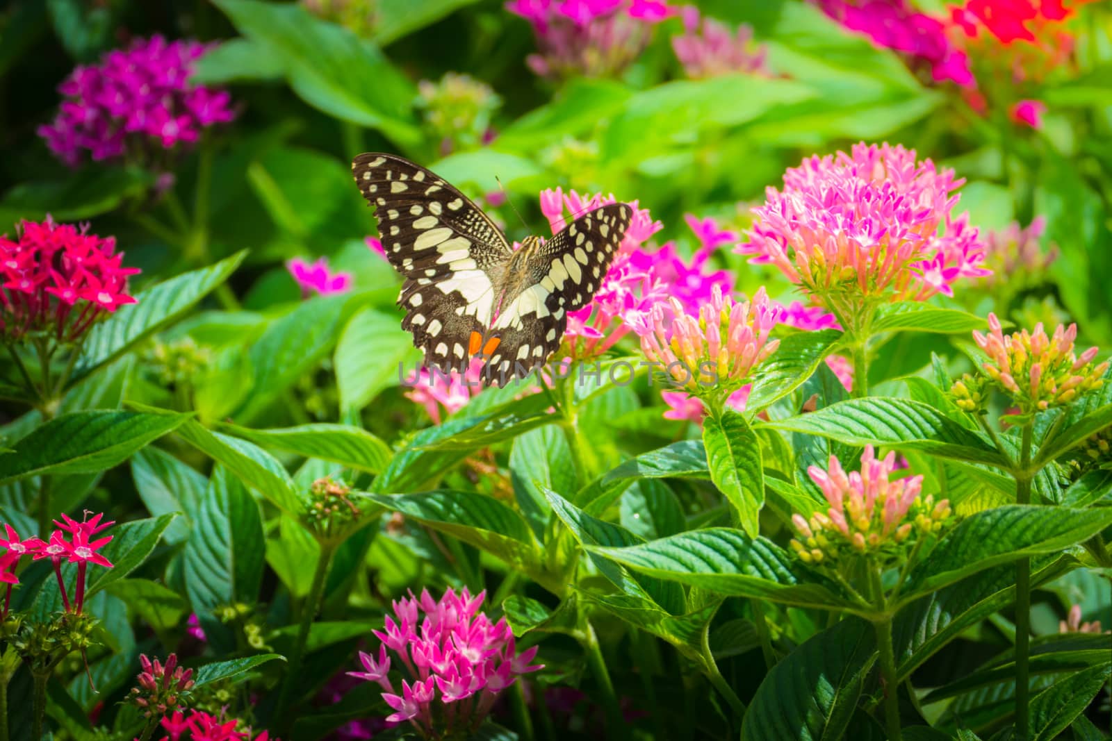 Beautiful Butterfly on Colorful Flower, nature background