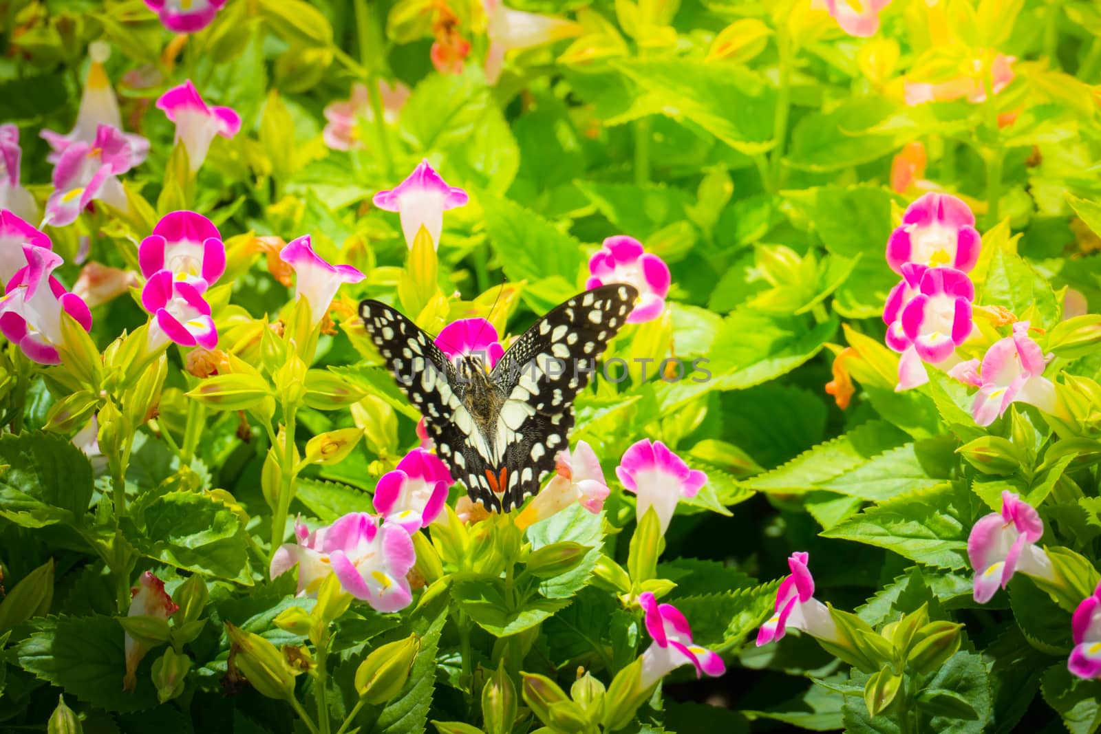 Beautiful Butterfly on Colorful Flower, nature background