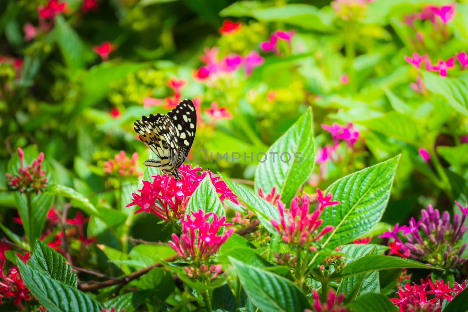 Beautiful Butterfly on Colorful Flower, nature background