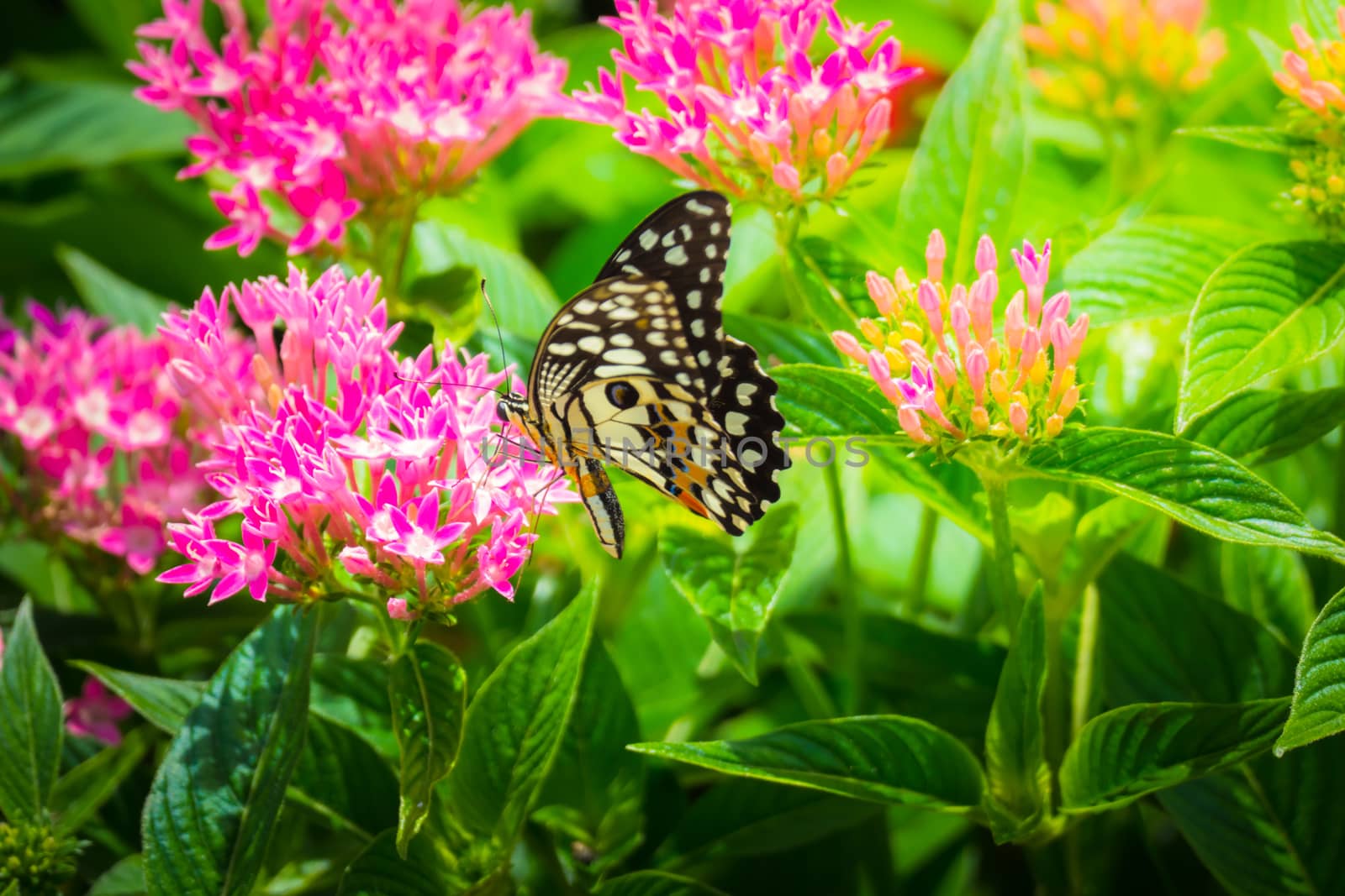 Beautiful Butterfly on Colorful Flower, nature background