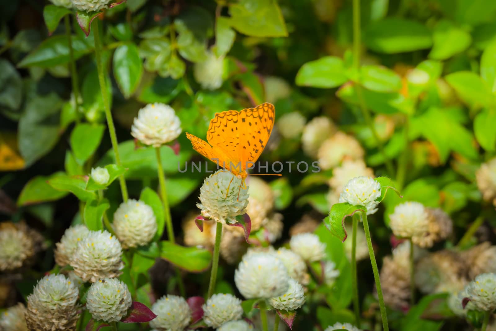 Beautiful Butterfly on Colorful Flower by teerawit