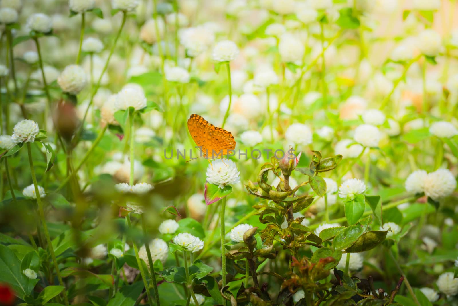 Beautiful Butterfly on Colorful Flower, nature background