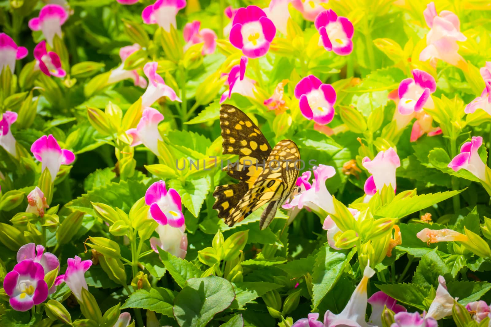 Beautiful Butterfly on Colorful Flower, nature background