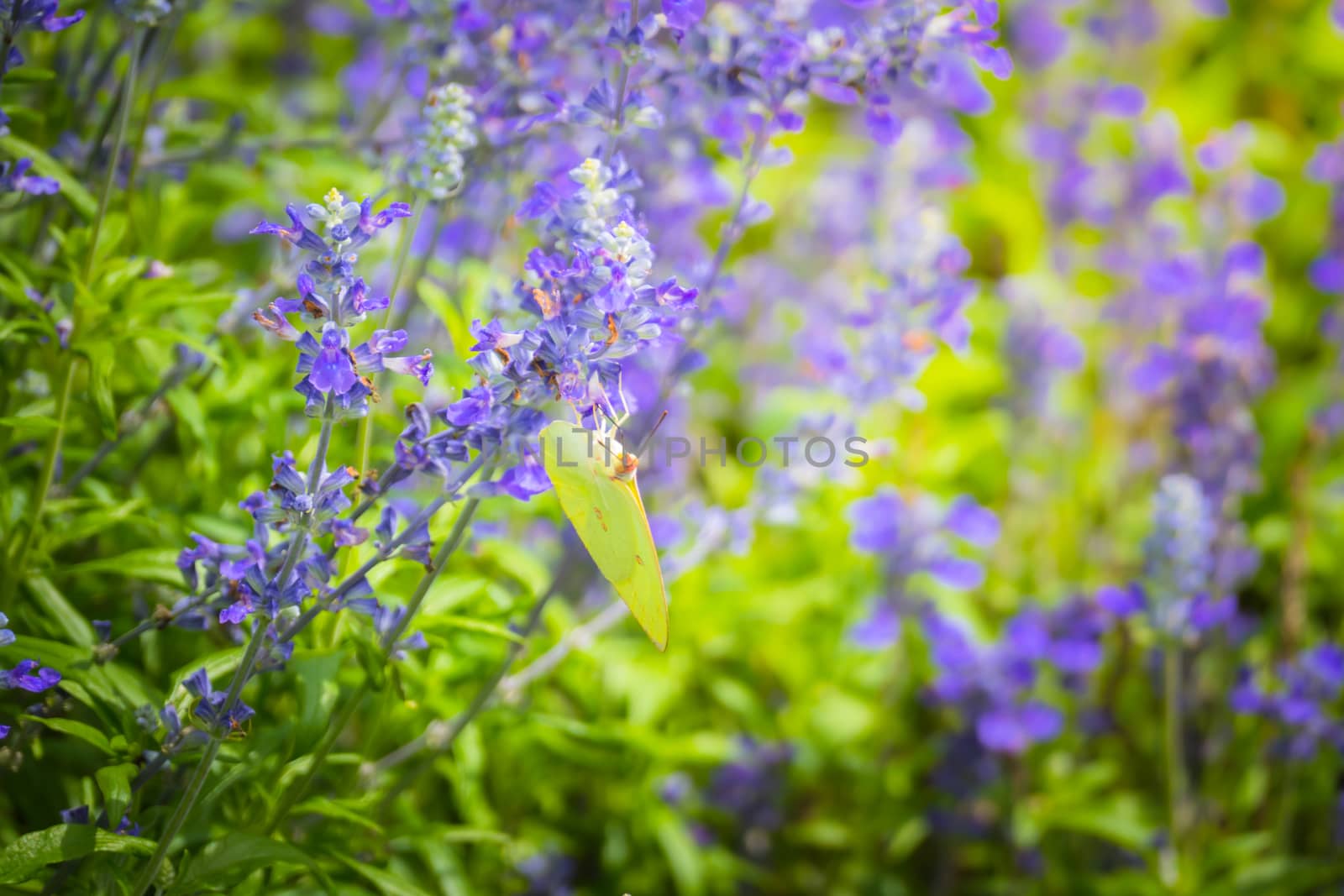 Beautiful Butterfly on Colorful Flower, nature background